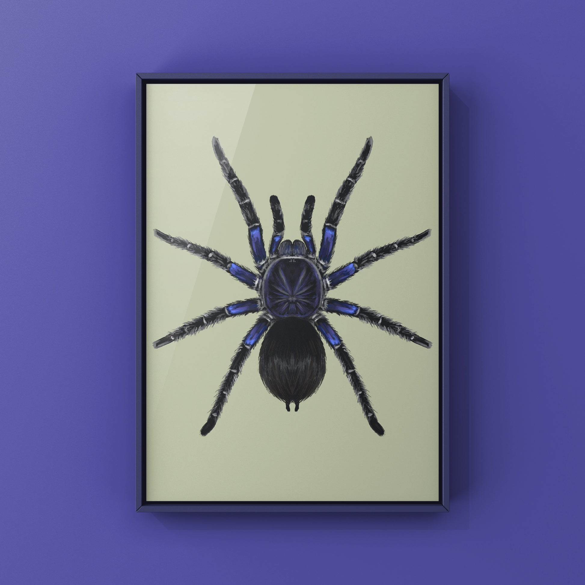 Bolivian Blue Leg Tarantula, Pamphobeteus Antinous, Photographic Art Print from The Silk Ranch