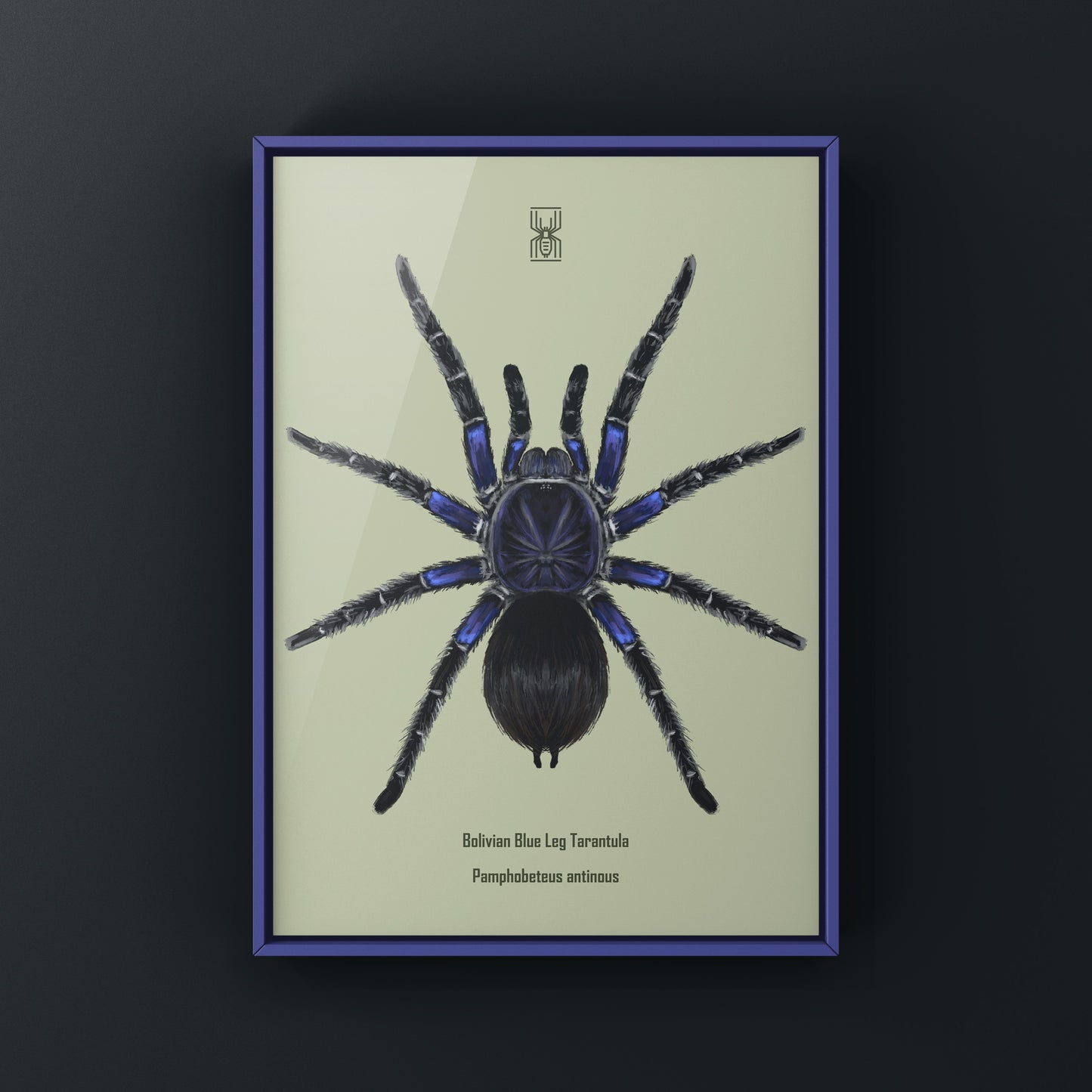 Bolivian Blue Leg Tarantula, Pamphobeteus Antinous, Photographic Art Print from The Silk Ranch