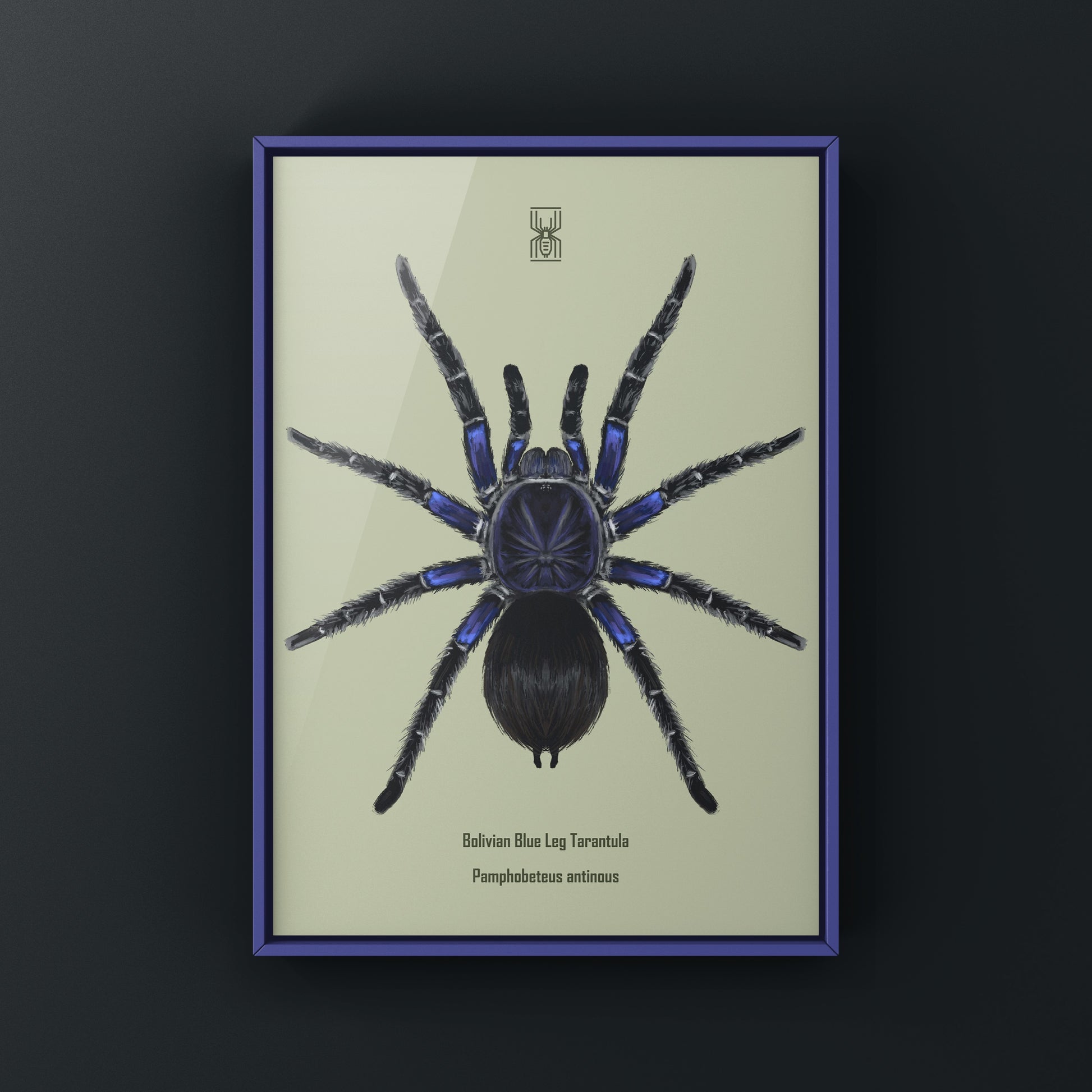 Bolivian Blue Leg Tarantula, Pamphobeteus Antinous, Photographic Art Print from The Silk Ranch