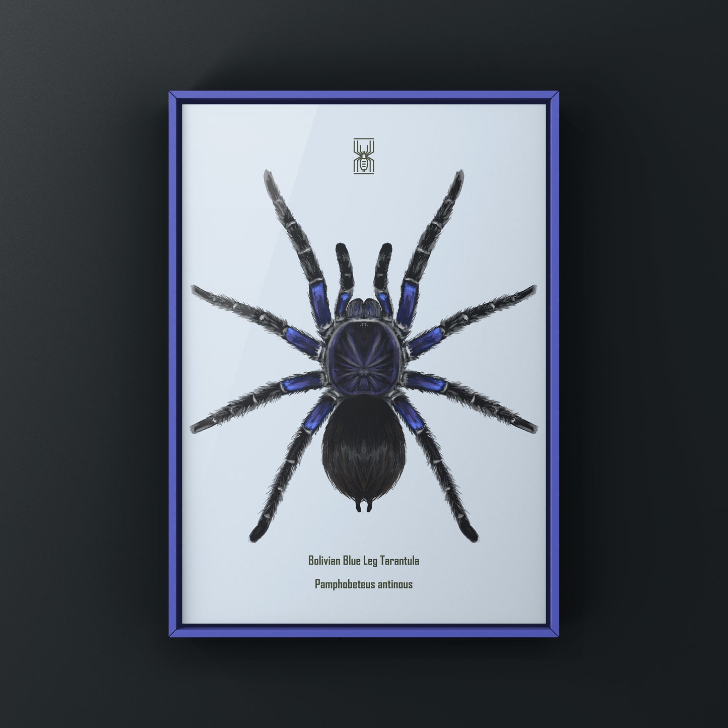 Bolivian Blue Leg Tarantula, Pamphobeteus Antinous, Photographic Art Print from The Silk Ranch