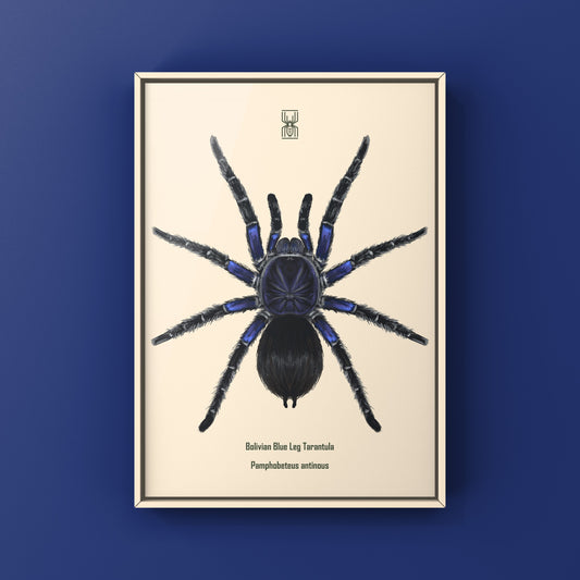 Bolivian Blue Leg Tarantula, Pamphobeteus Antinous, Photographic Art Print from The Silk Ranch
