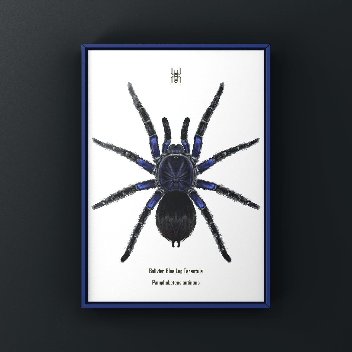 Bolivian Blue Leg Tarantula, Pamphobeteus Antinous, Photographic Art Print from The Silk Ranch
