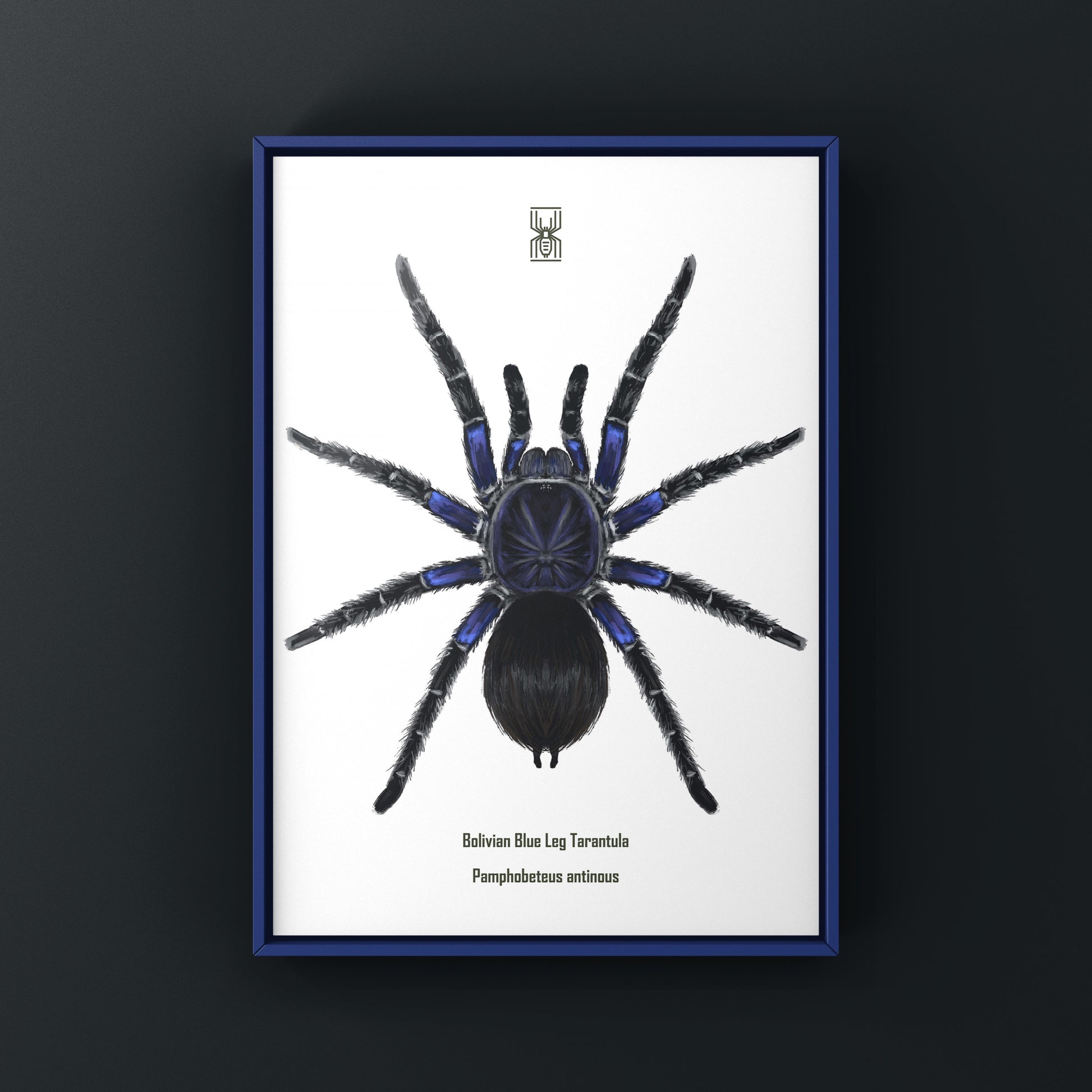 Bolivian Blue Leg Tarantula, Pamphobeteus Antinous, Photographic Art Print from The Silk Ranch