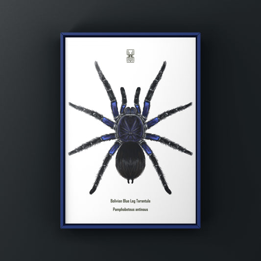Bolivian Blue Leg Tarantula, Pamphobeteus Antinous, Photographic Art Print from The Silk Ranch