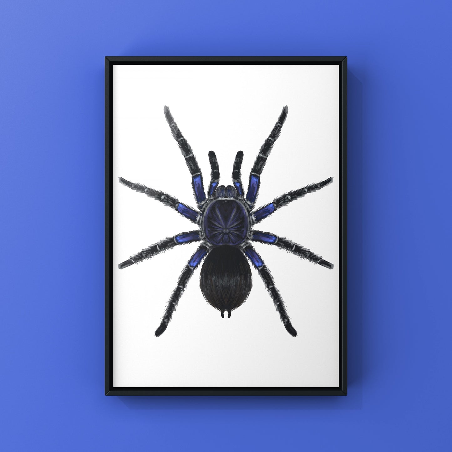 Bolivian Blue Leg Tarantula, Pamphobeteus Antinous, Photographic Art Print from The Silk Ranch