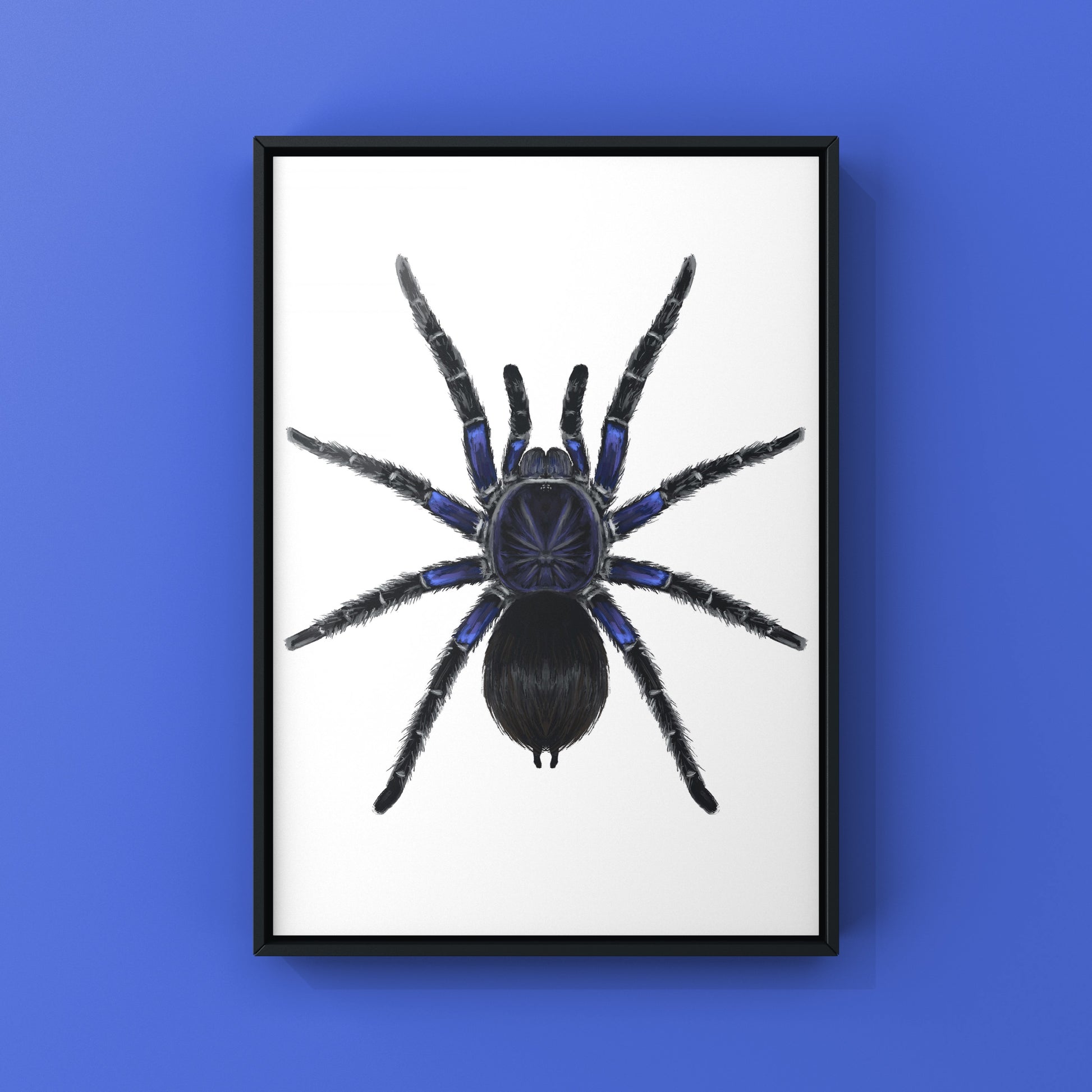 Bolivian Blue Leg Tarantula, Pamphobeteus Antinous, Photographic Art Print from The Silk Ranch