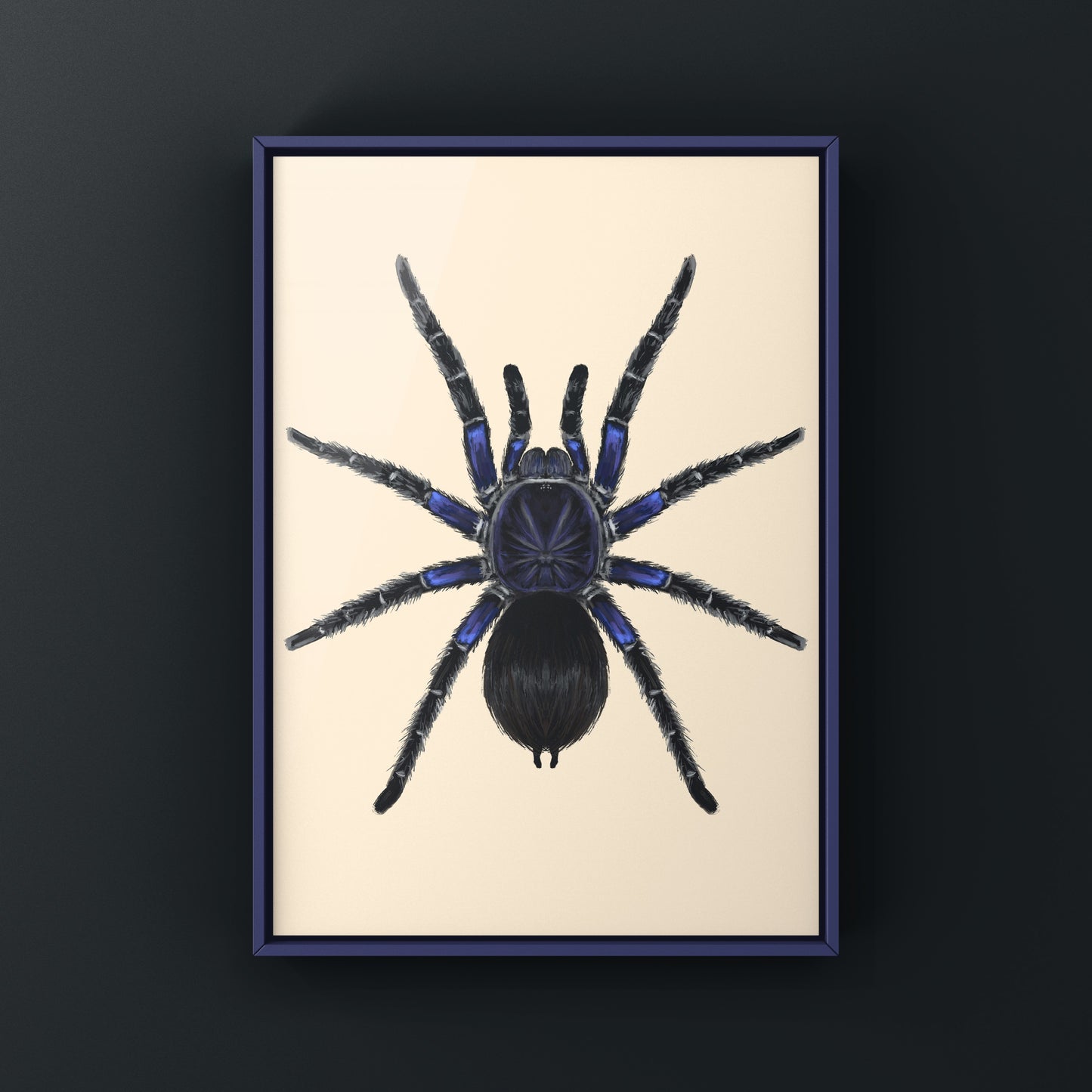 Bolivian Blue Leg Tarantula, Pamphobeteus Antinous, Photographic Art Print from The Silk Ranch