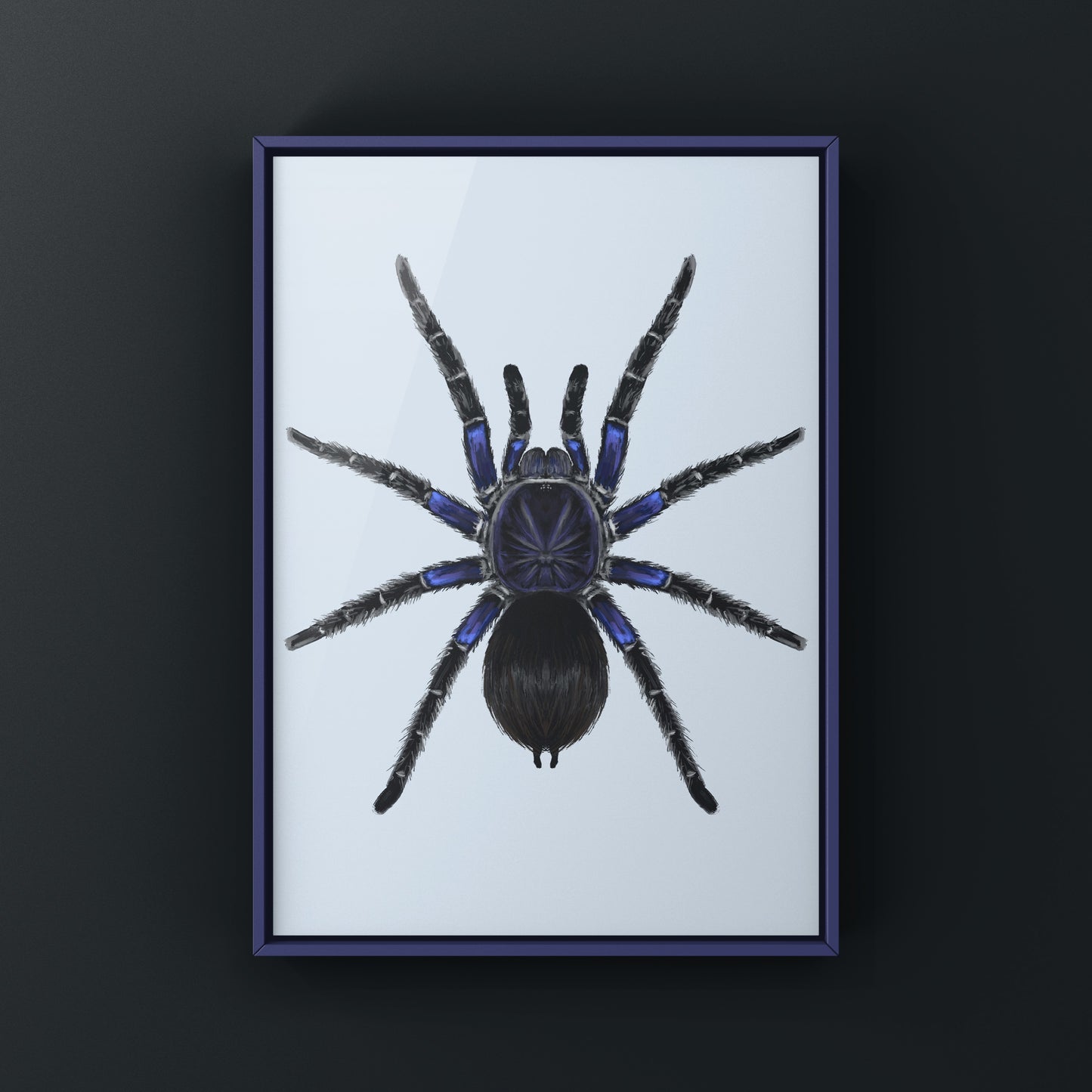 Bolivian Blue Leg Tarantula, Pamphobeteus Antinous, Photographic Art Print from The Silk Ranch