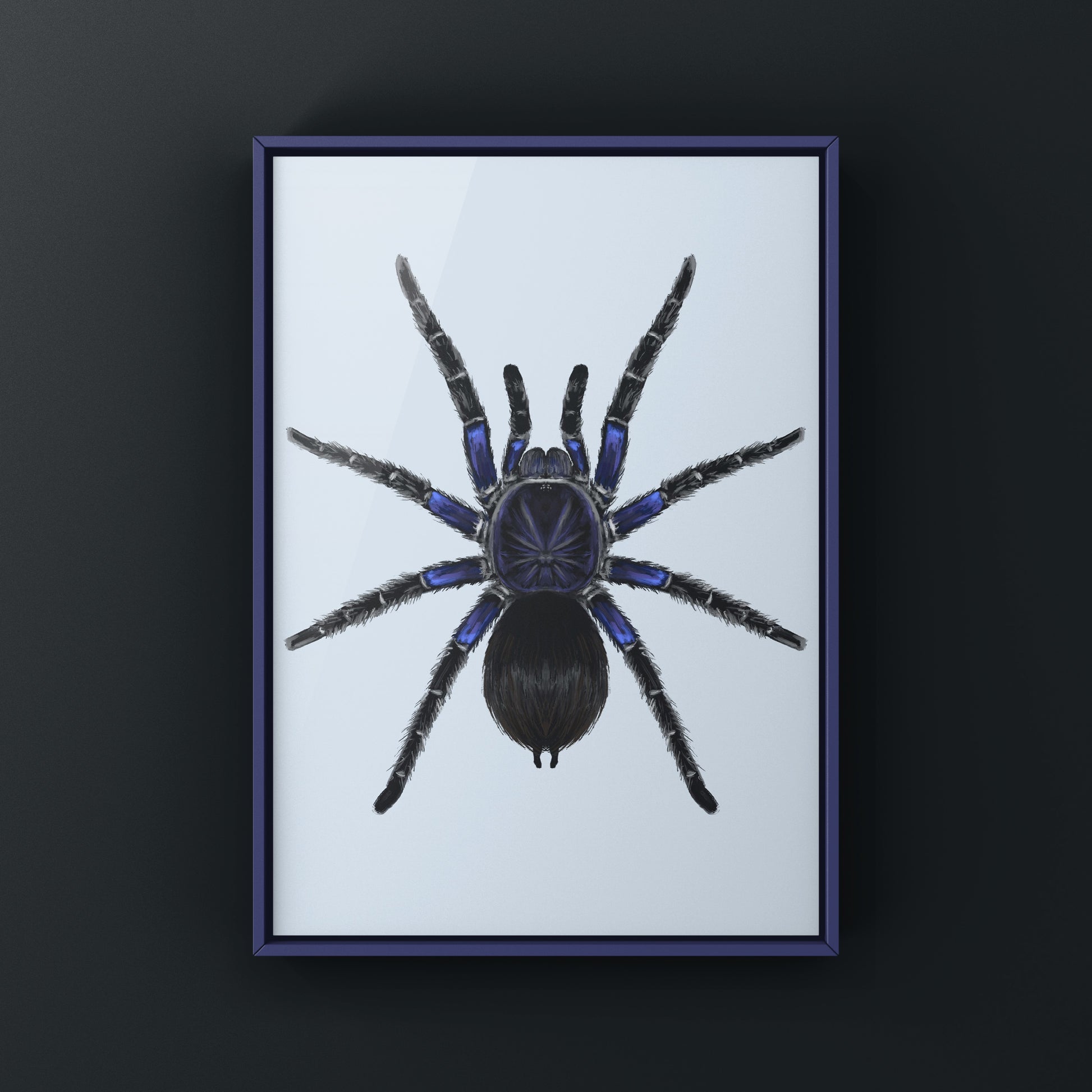 Bolivian Blue Leg Tarantula, Pamphobeteus Antinous, Photographic Art Print from The Silk Ranch