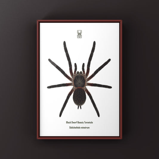 Black Dwarf Beauty Tarantula, Dolichothele Mineirum, Photographic Art Print