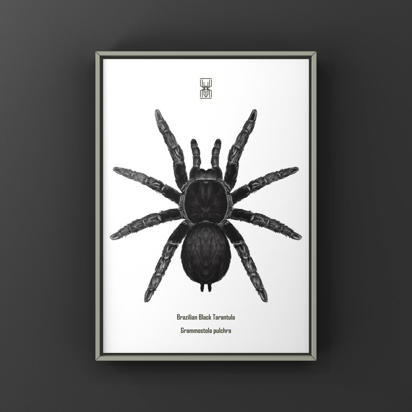Brazilian Black Tarantula, Grammostola Pulchra, Photographic Art Print