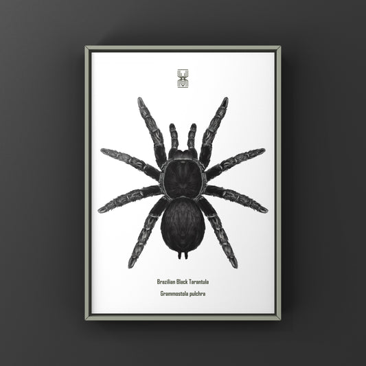 Brazilian Black Tarantula, Grammostola Pulchra, Photographic Art Print