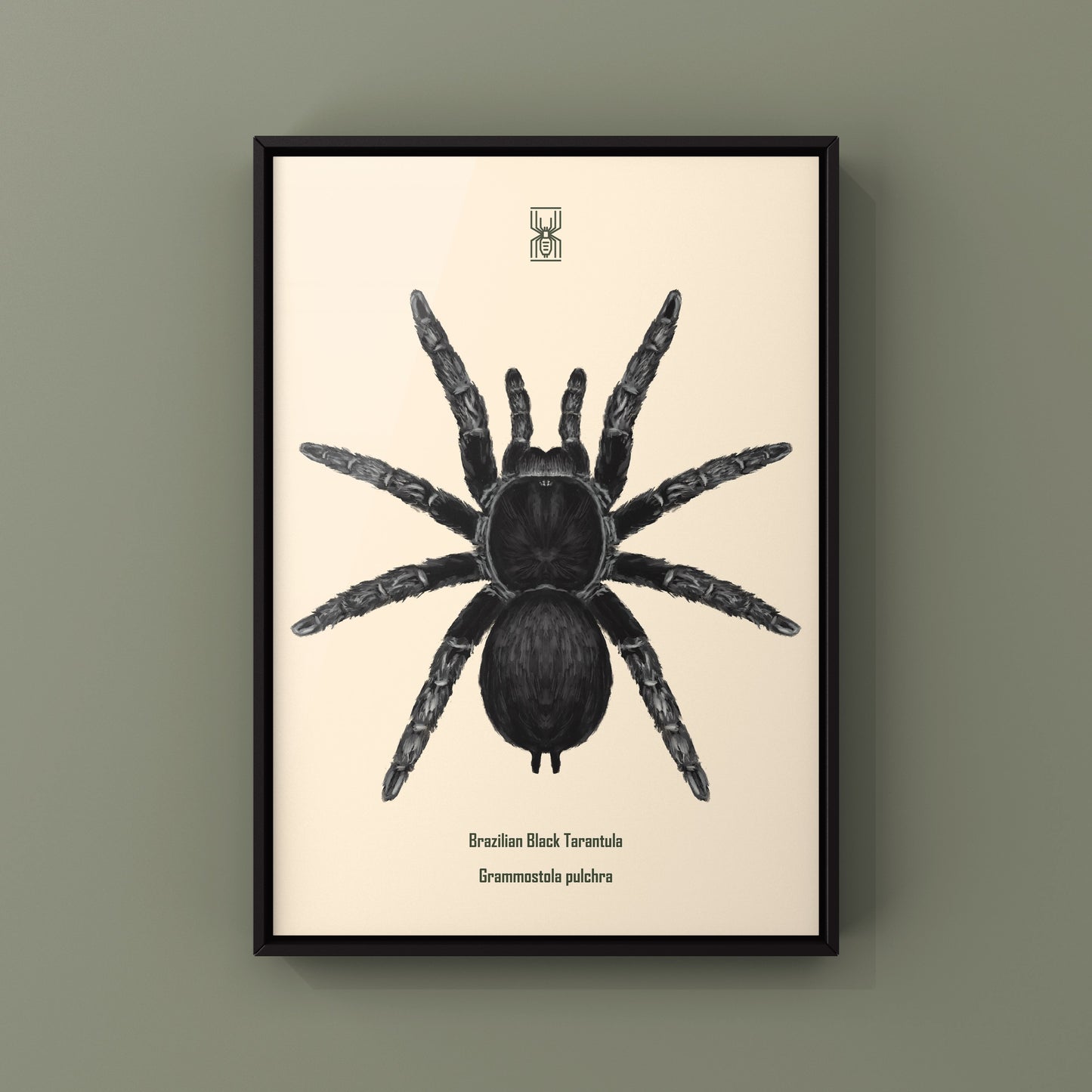 Brazilian Black Tarantula, Grammostola Pulchra, Photographic Art Print
