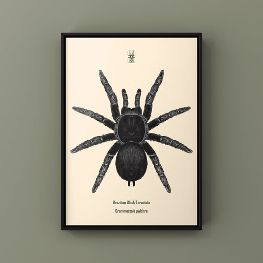 Brazilian Black Tarantula, Grammostola Pulchra, Photographic Art Print