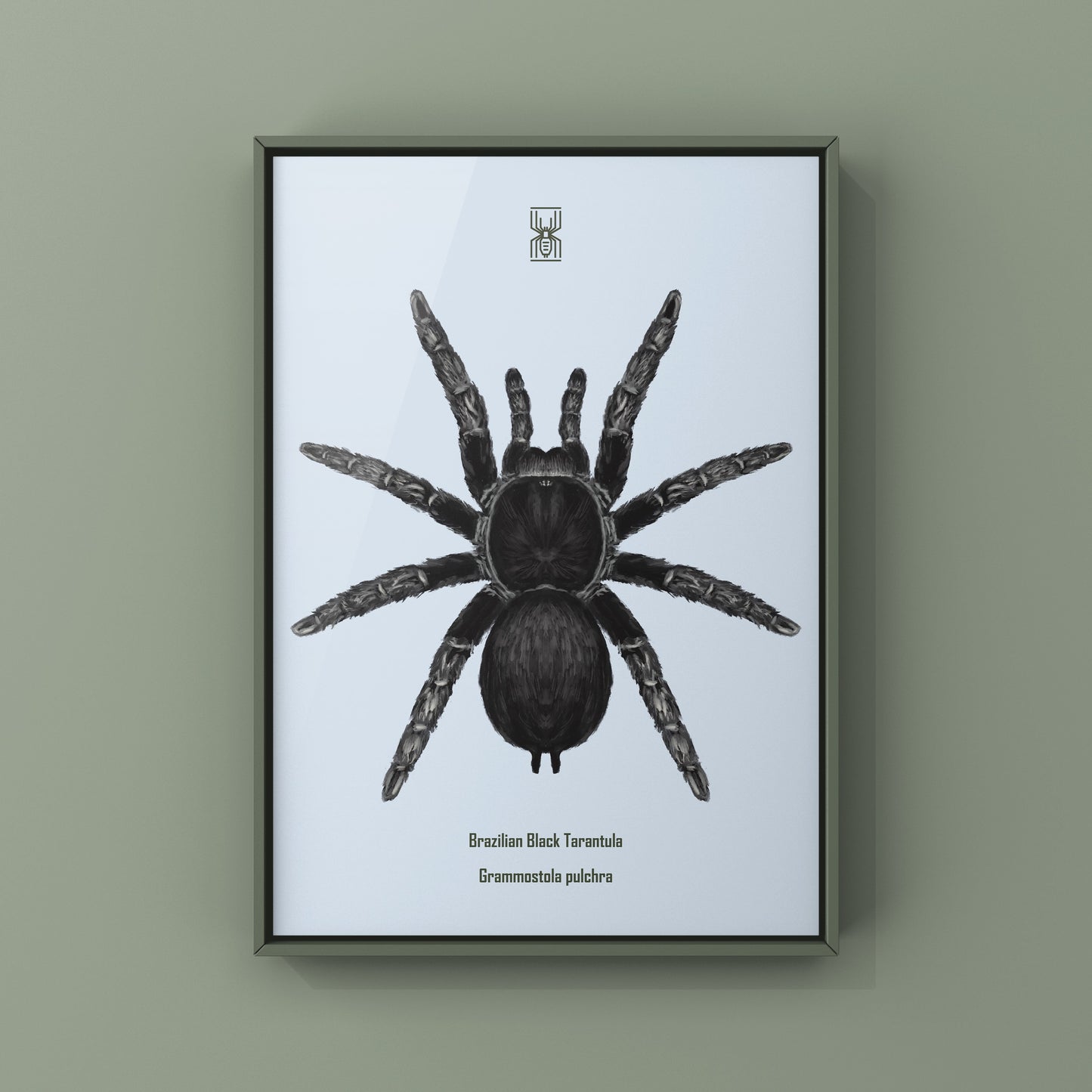 Brazilian Black Tarantula, Grammostola Pulchra, Photographic Art Print