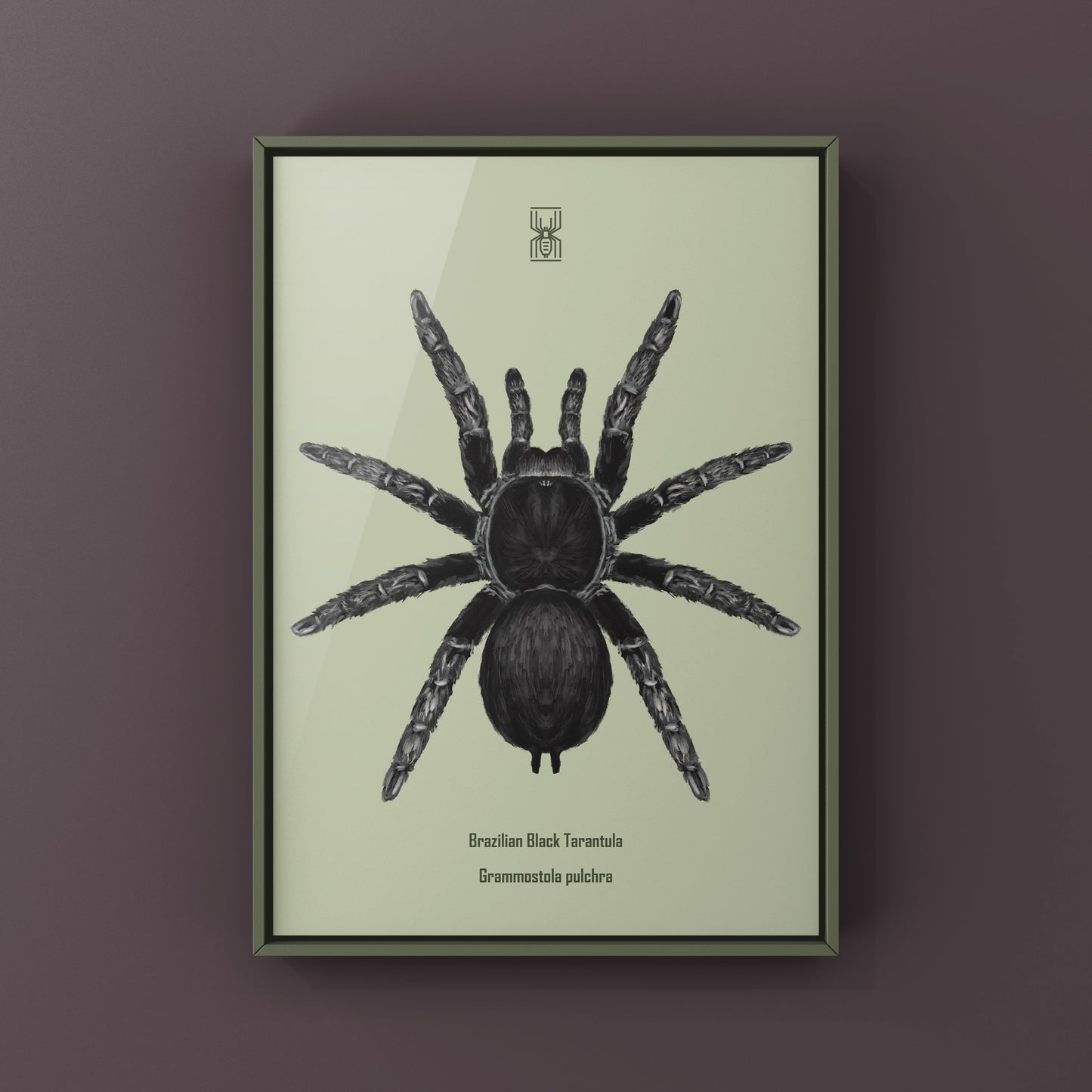 Brazilian Black Tarantula, Grammostola Pulchra, Photographic Art Print