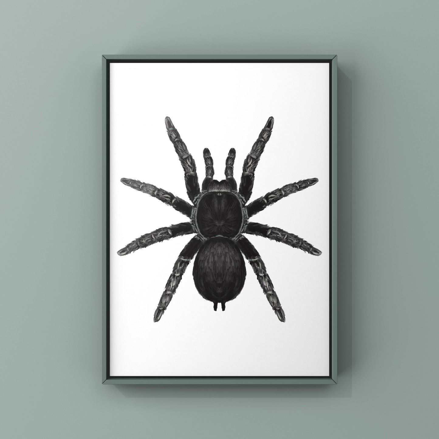 Brazilian Black Tarantula, Grammostola Pulchra, Photographic Art Print
