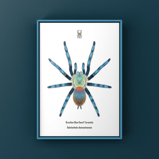 Brazilian Blue Dwarf Tarantula, Dolichothele Diamantinensis, Photographic Art Print from The Silk Ranch