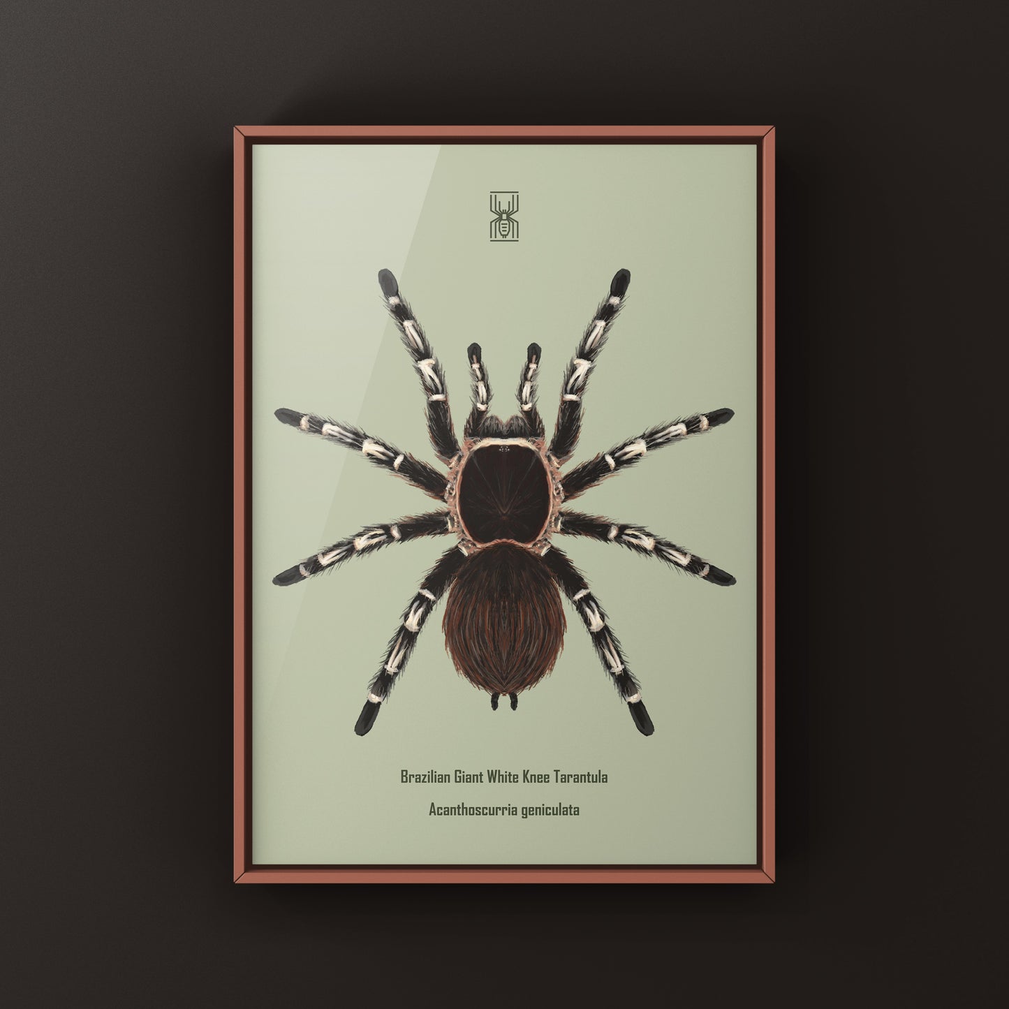 Brazilian Giant White Knee Tarantula, Acanthoscurria Geniculata, Photographic Art Print from The Silk Ranch