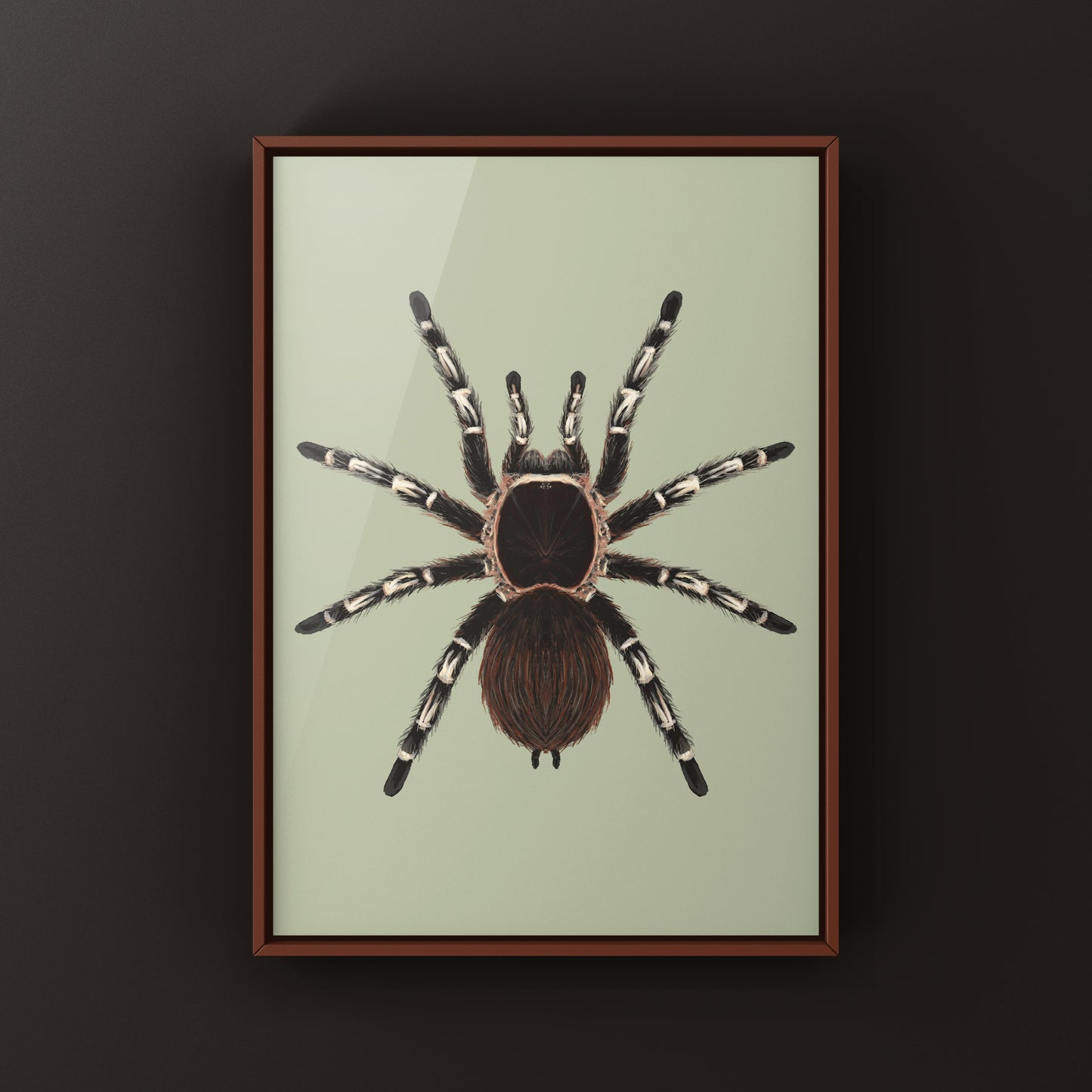 Brazilian Giant White Knee Tarantula, Acanthoscurria Geniculata, Photographic Art Print from The Silk Ranch