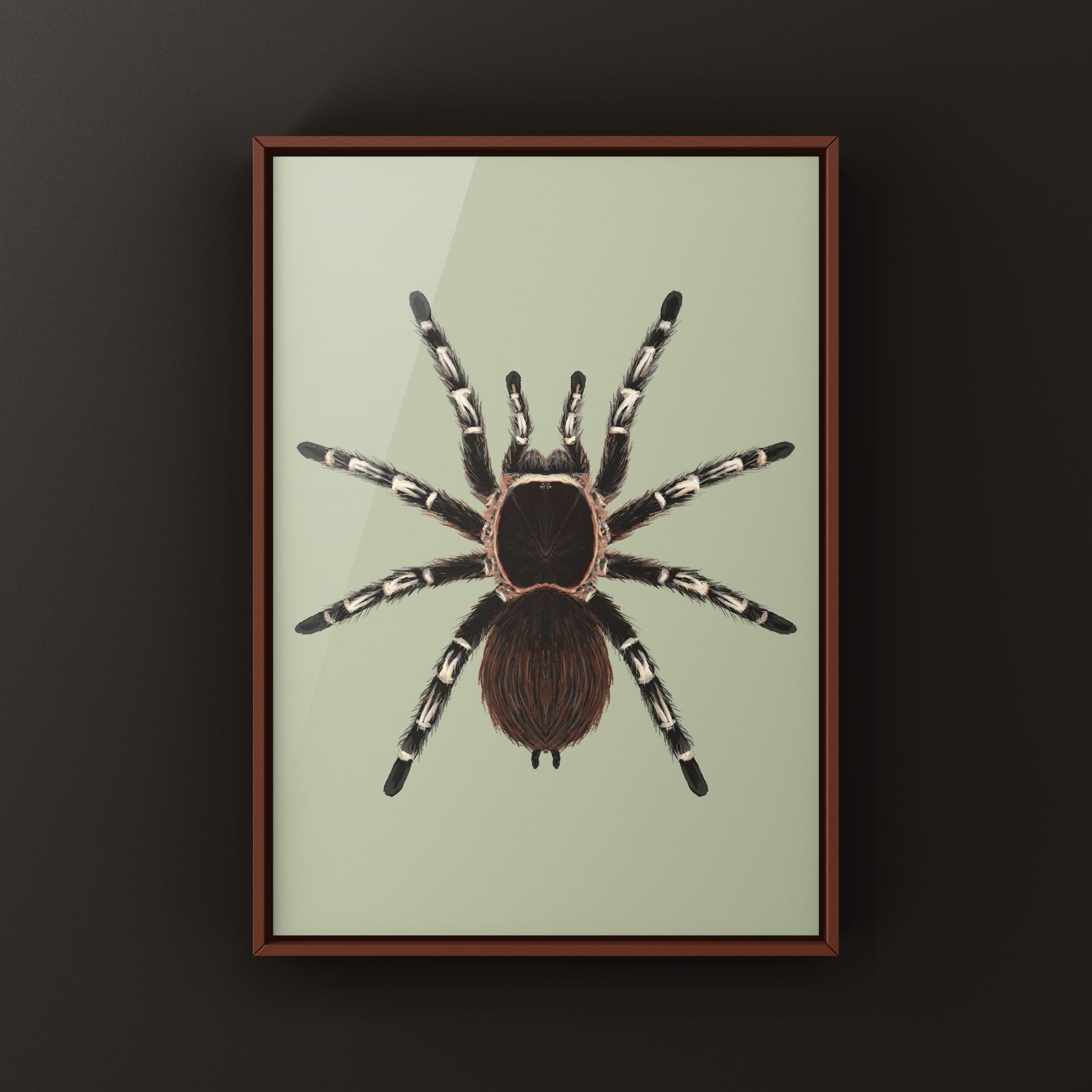 Brazilian Giant White Knee Tarantula, Acanthoscurria Geniculata, Photographic Art Print from The Silk Ranch