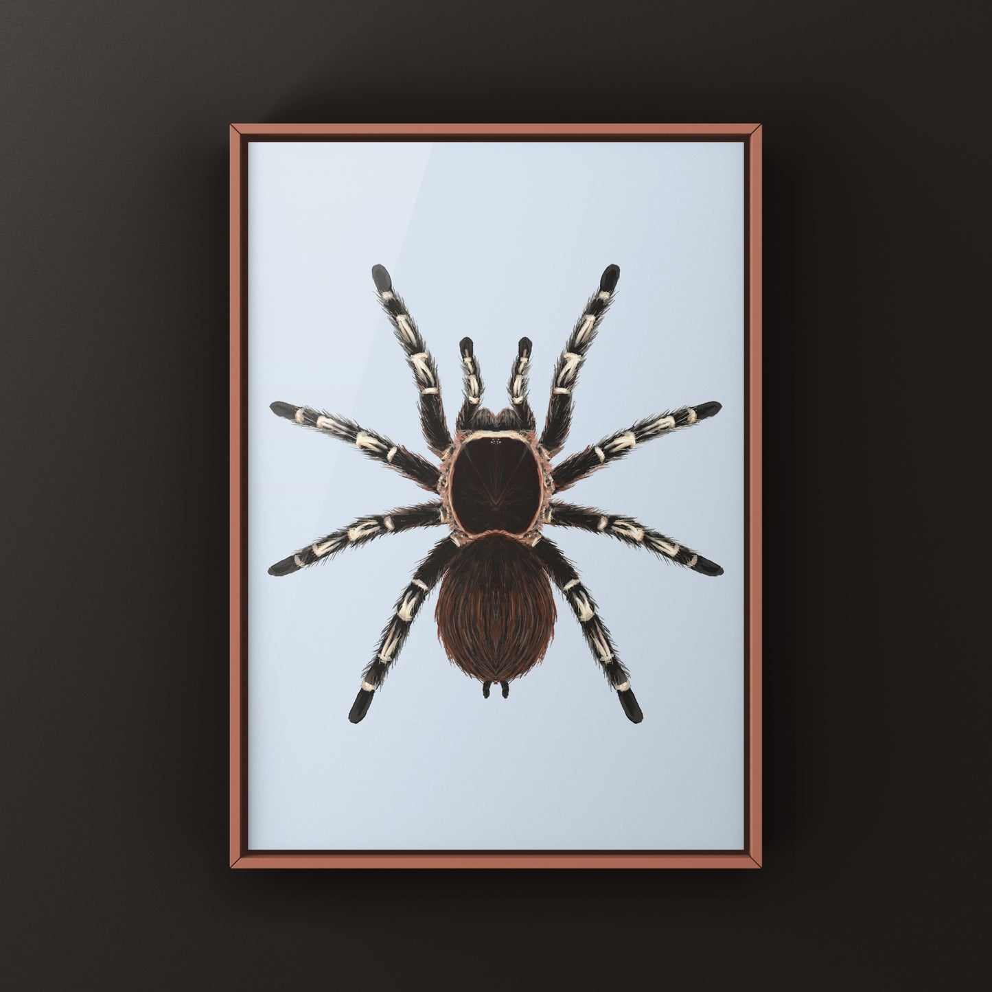 Brazilian Giant White Knee Tarantula, Acanthoscurria Geniculata, Photographic Art Print from The Silk Ranch