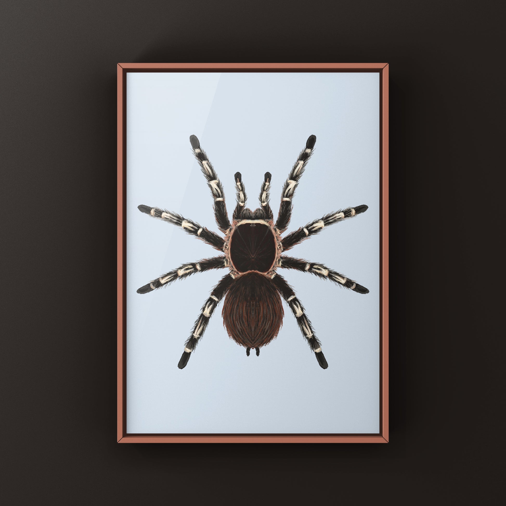 Brazilian Giant White Knee Tarantula, Acanthoscurria Geniculata, Photographic Art Print from The Silk Ranch