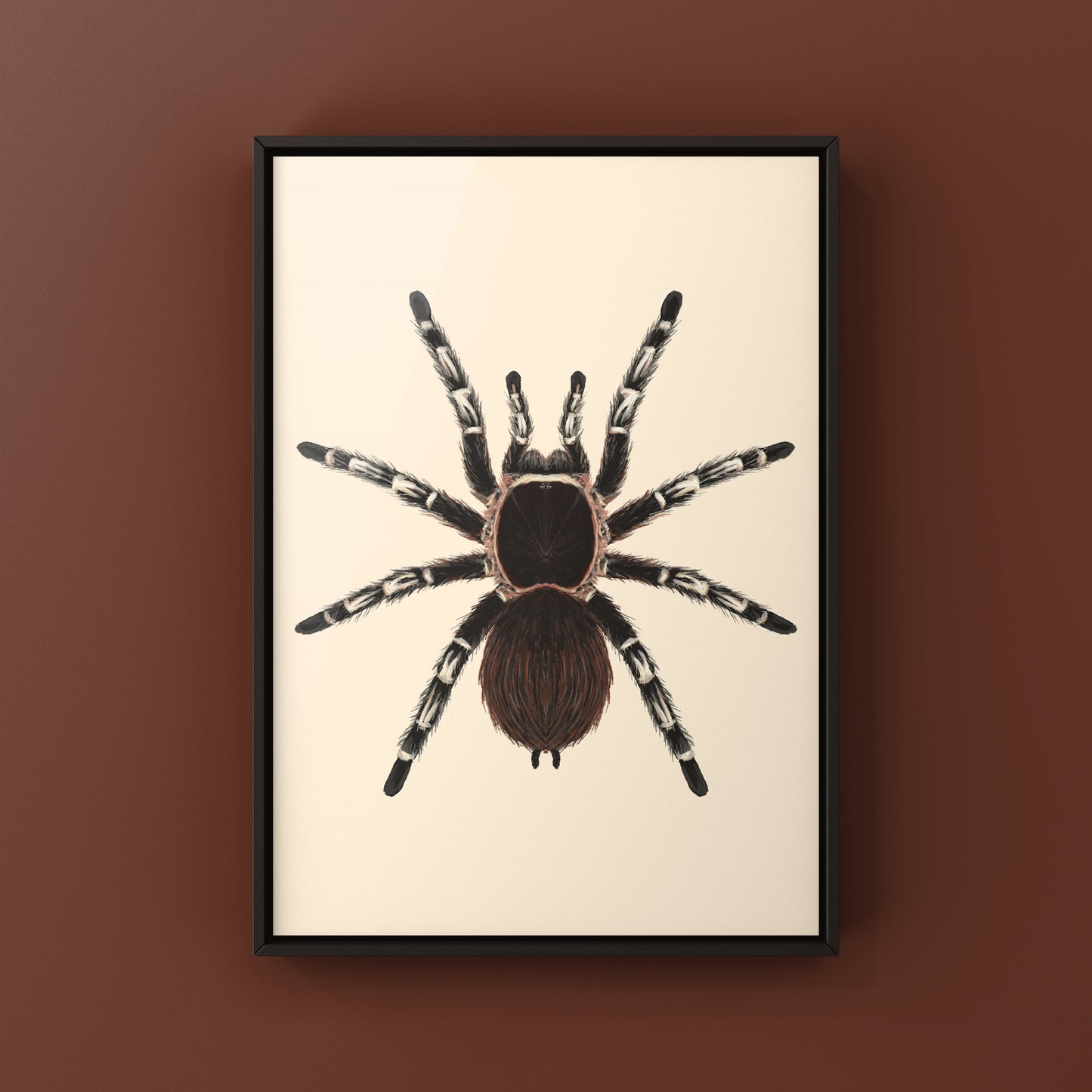 Brazilian Giant White Knee Tarantula, Acanthoscurria Geniculata, Photographic Art Print from The Silk Ranch