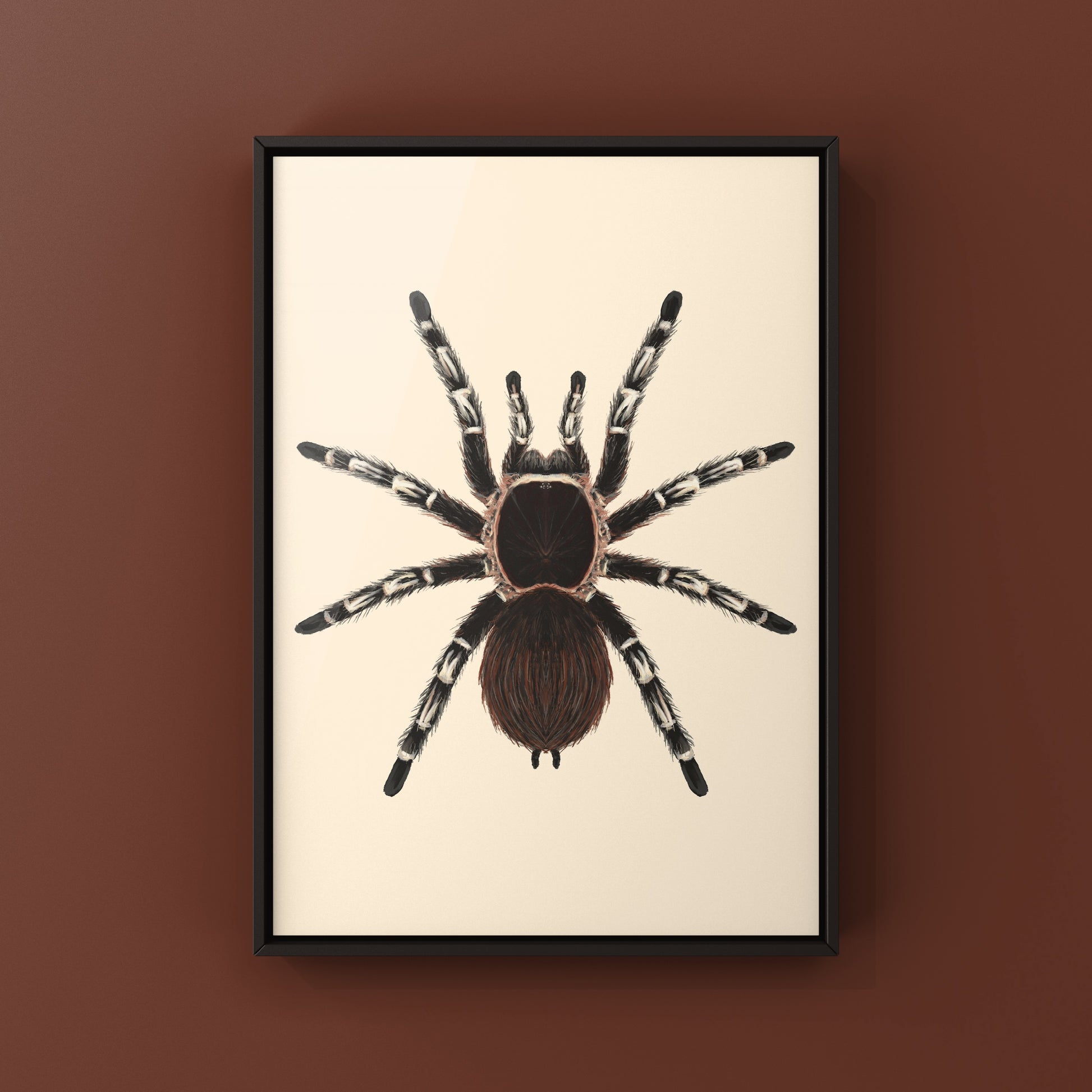 Brazilian Giant White Knee Tarantula, Acanthoscurria Geniculata, Photographic Art Print from The Silk Ranch