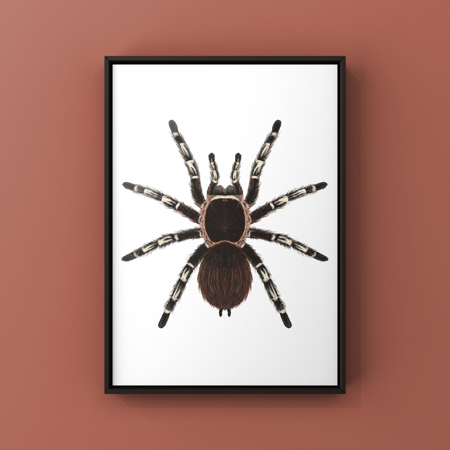 Brazilian Giant White Knee Tarantula, Acanthoscurria Geniculata, Photographic Art Print from The Silk Ranch