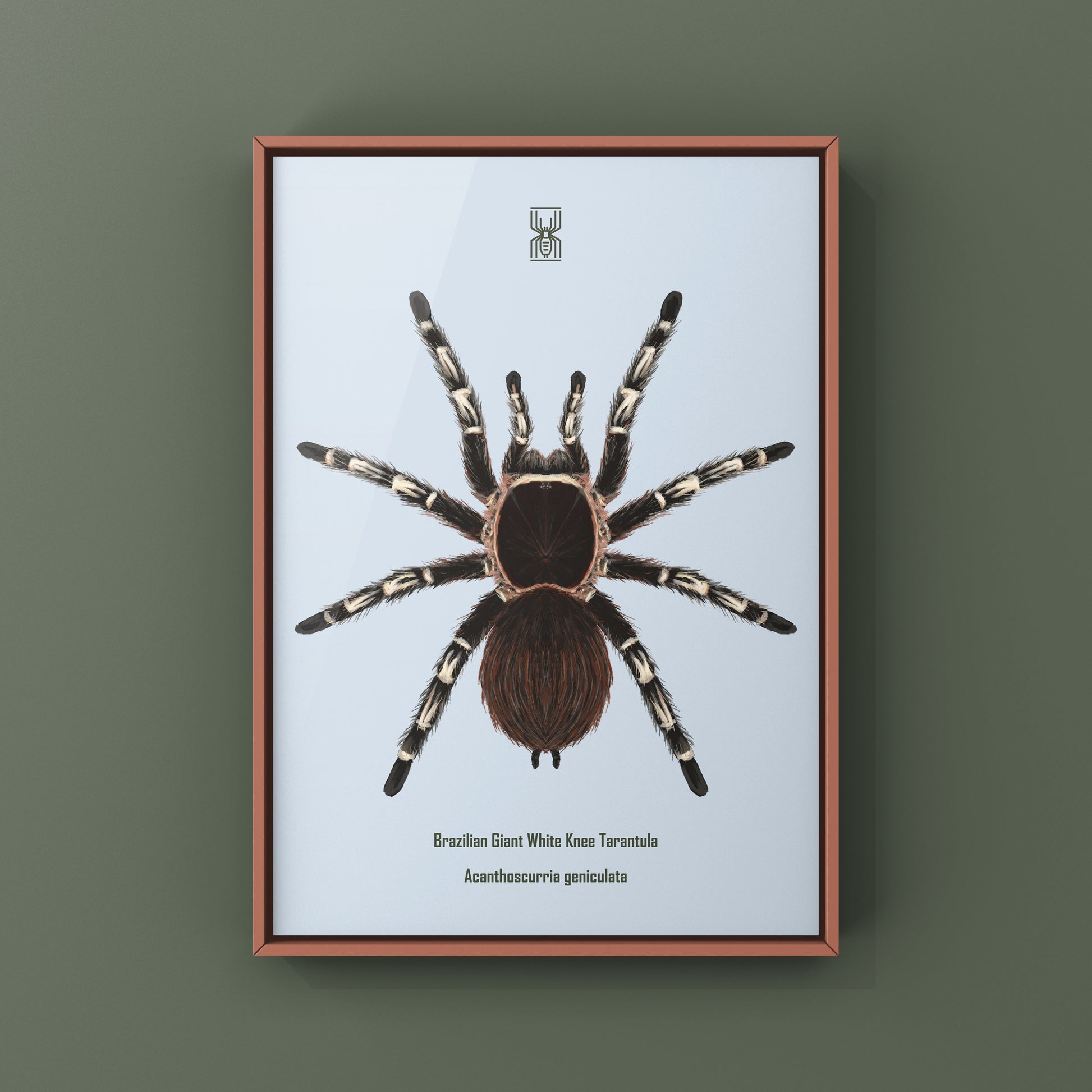 Brazilian Giant White Knee Tarantula, Acanthoscurria Geniculata, Photographic Art Print from The Silk Ranch