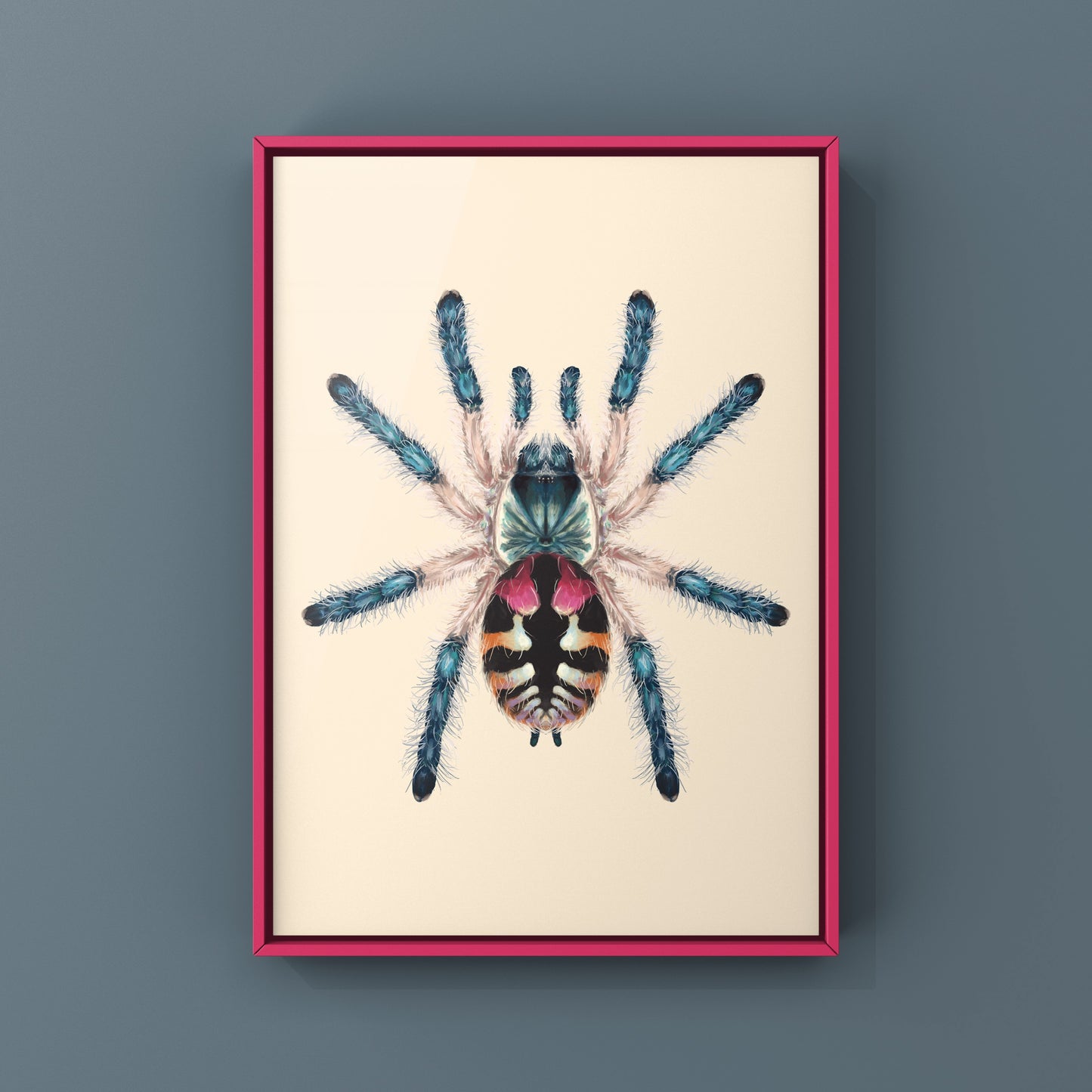 Brazilian Jewel Tarantula, Typhochlaena Seladonia, Photographic Art Print