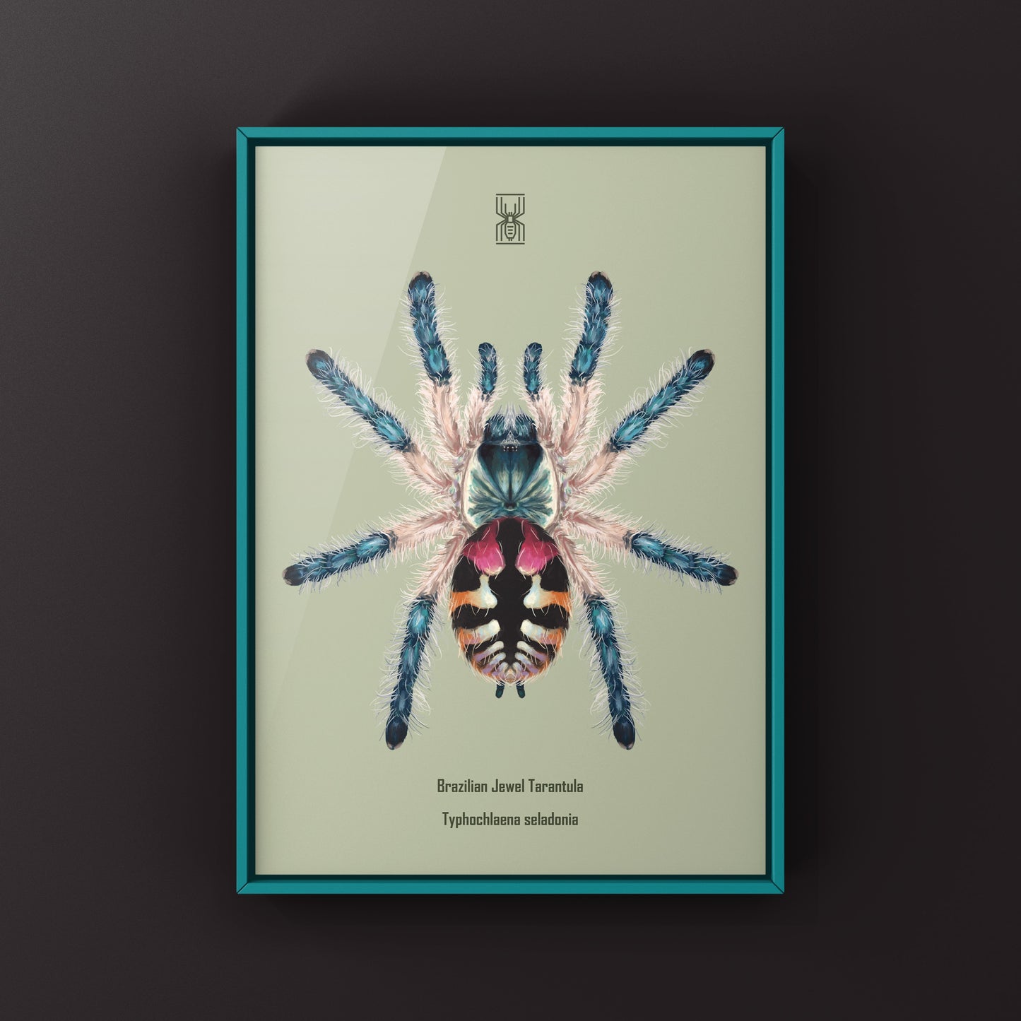 Brazilian Jewel Tarantula, Typhochlaena Seladonia, Photographic Art Print