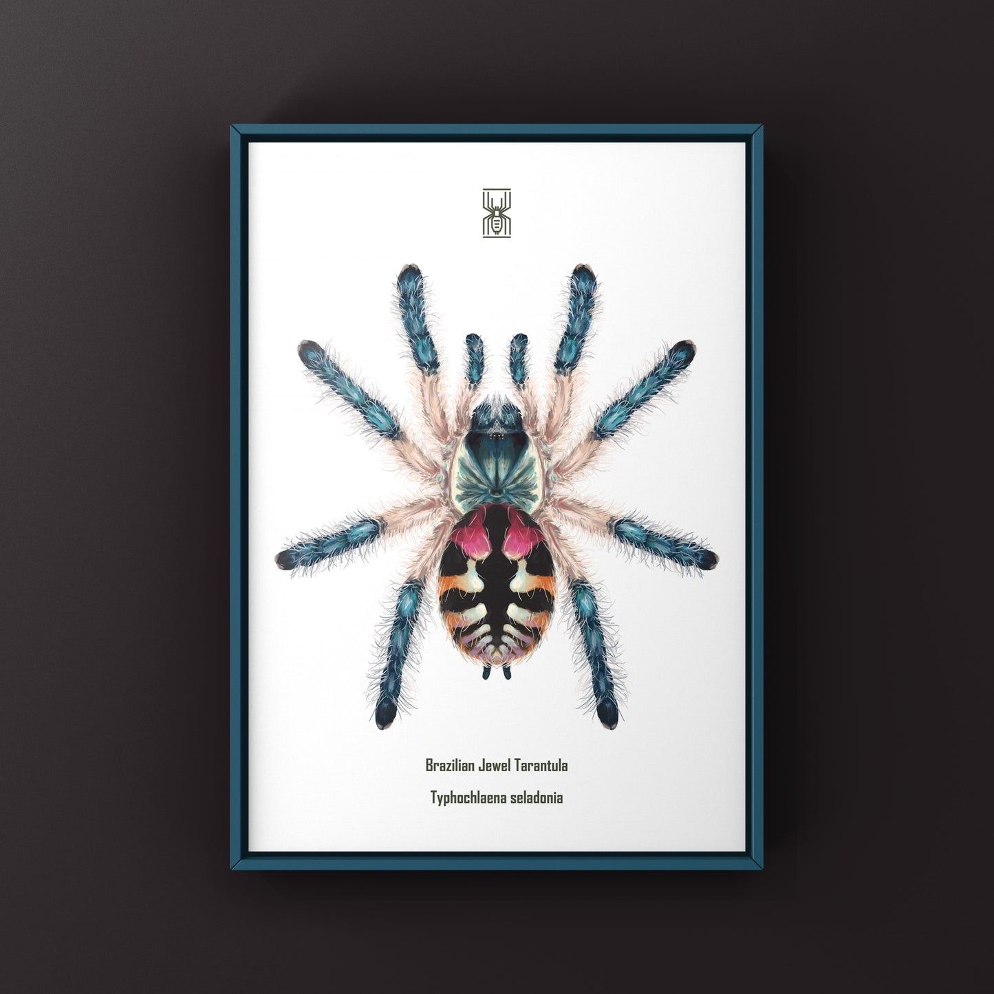Brazilian Jewel Tarantula, Typhochlaena Seladonia, Photographic Art Print