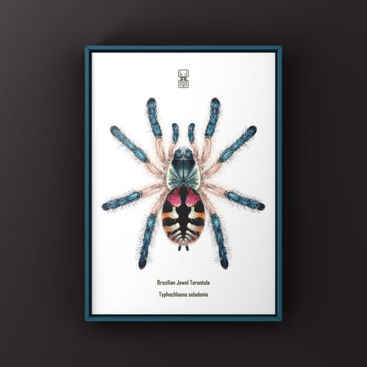 Brazilian Jewel Tarantula, Typhochlaena Seladonia, Photographic Art Print