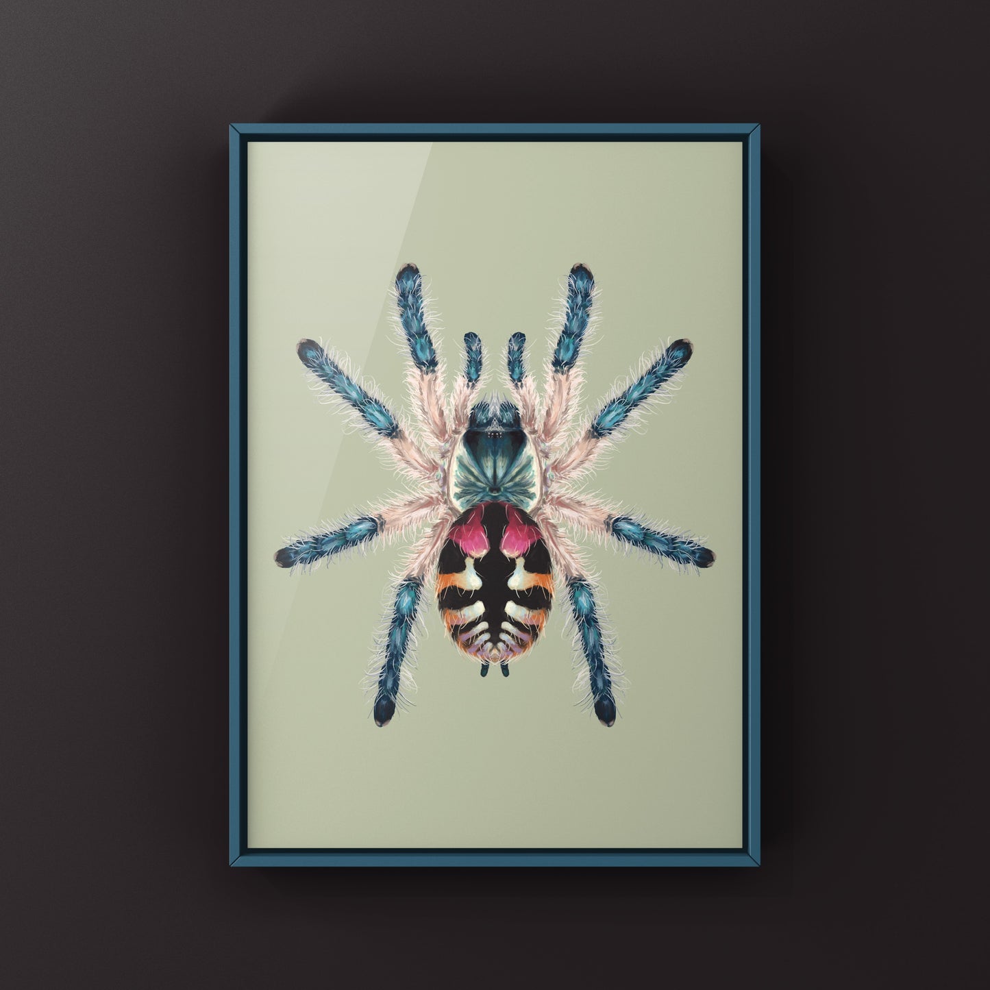 Brazilian Jewel Tarantula, Typhochlaena Seladonia, Photographic Art Print