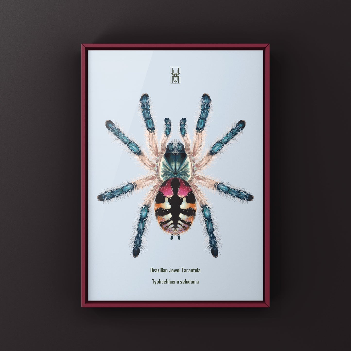 Brazilian Jewel Tarantula, Typhochlaena Seladonia, Photographic Art Print