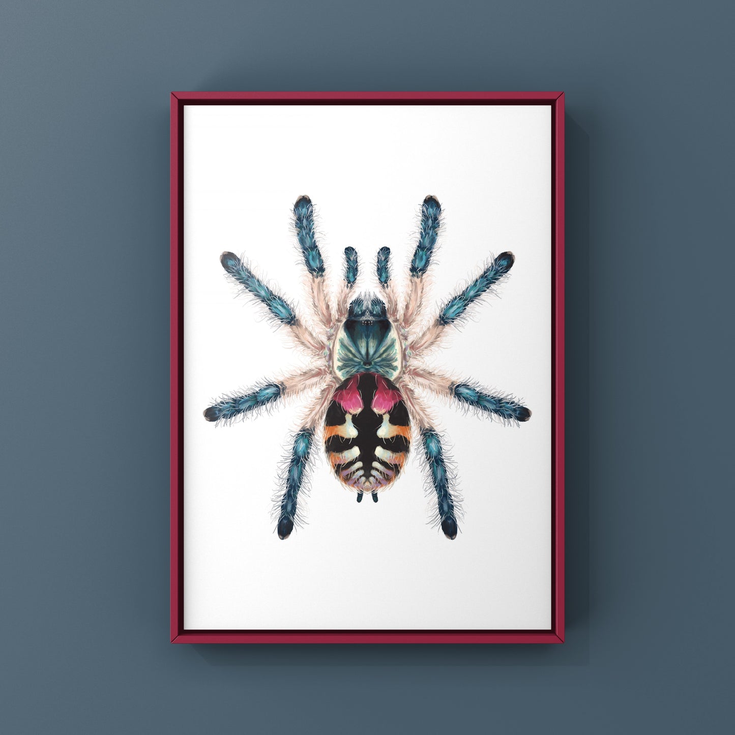 Brazilian Jewel Tarantula, Typhochlaena Seladonia, Photographic Art Print