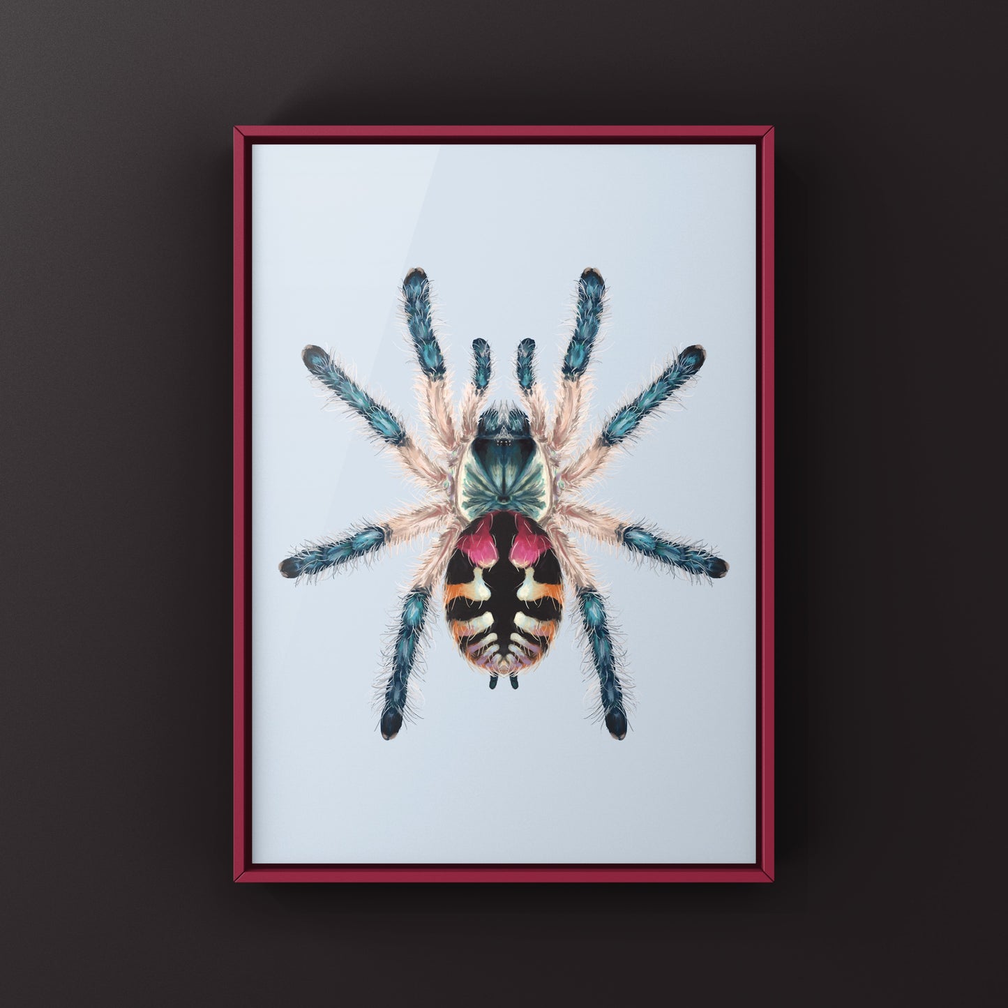 Brazilian Jewel Tarantula, Typhochlaena Seladonia, Photographic Art Print