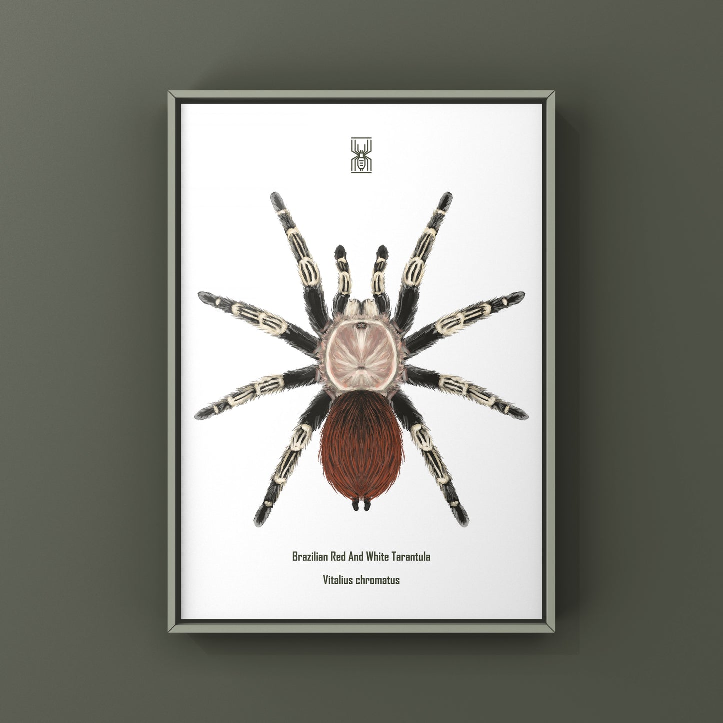 Brazilian Red And Black Tarantula, Vitalius Chromatus, Photographic Art Print