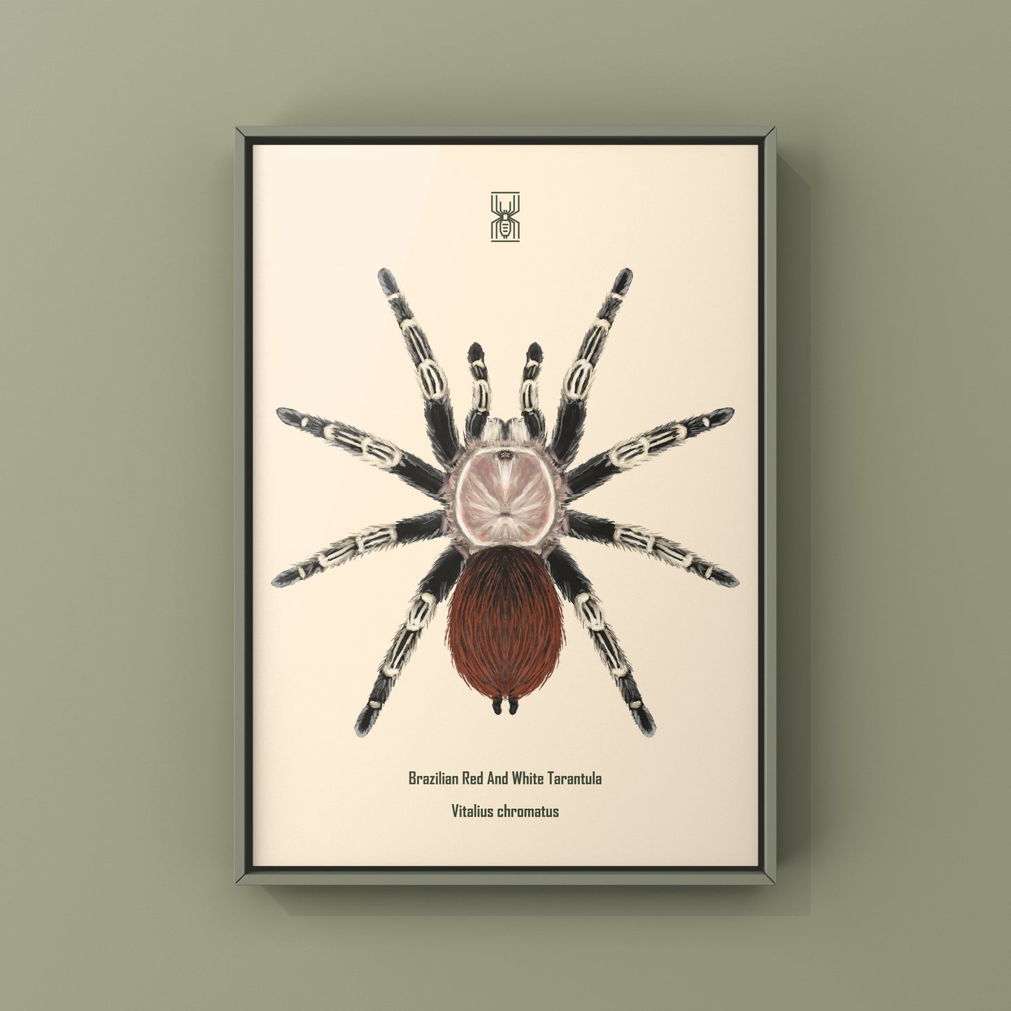 Brazilian Red And Black Tarantula, Vitalius Chromatus, Photographic Art Print