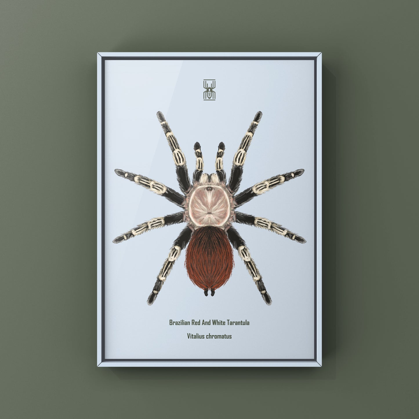 Brazilian Red And Black Tarantula, Vitalius Chromatus, Photographic Art Print