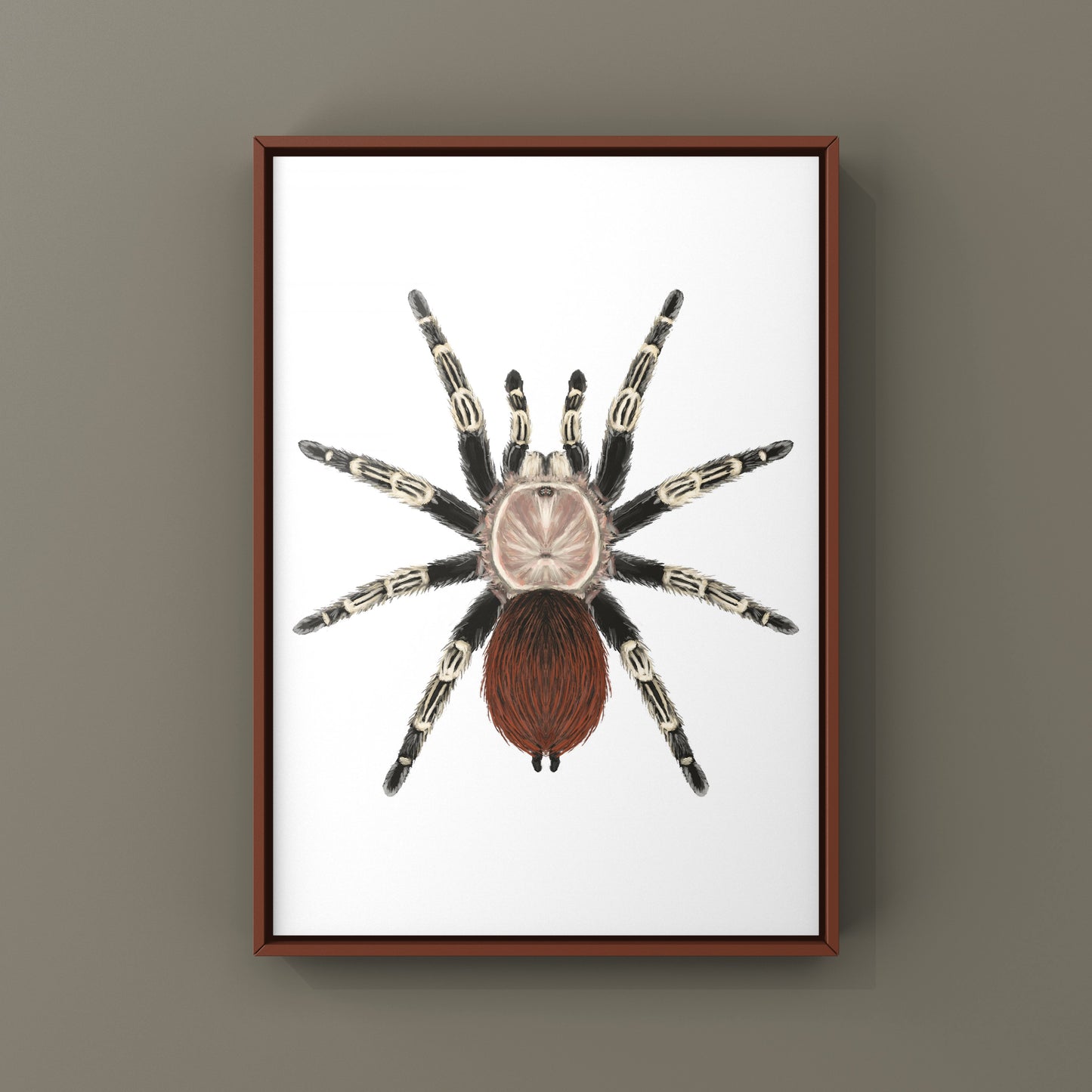 Brazilian Red And Black Tarantula, Vitalius Chromatus, Photographic Art Print