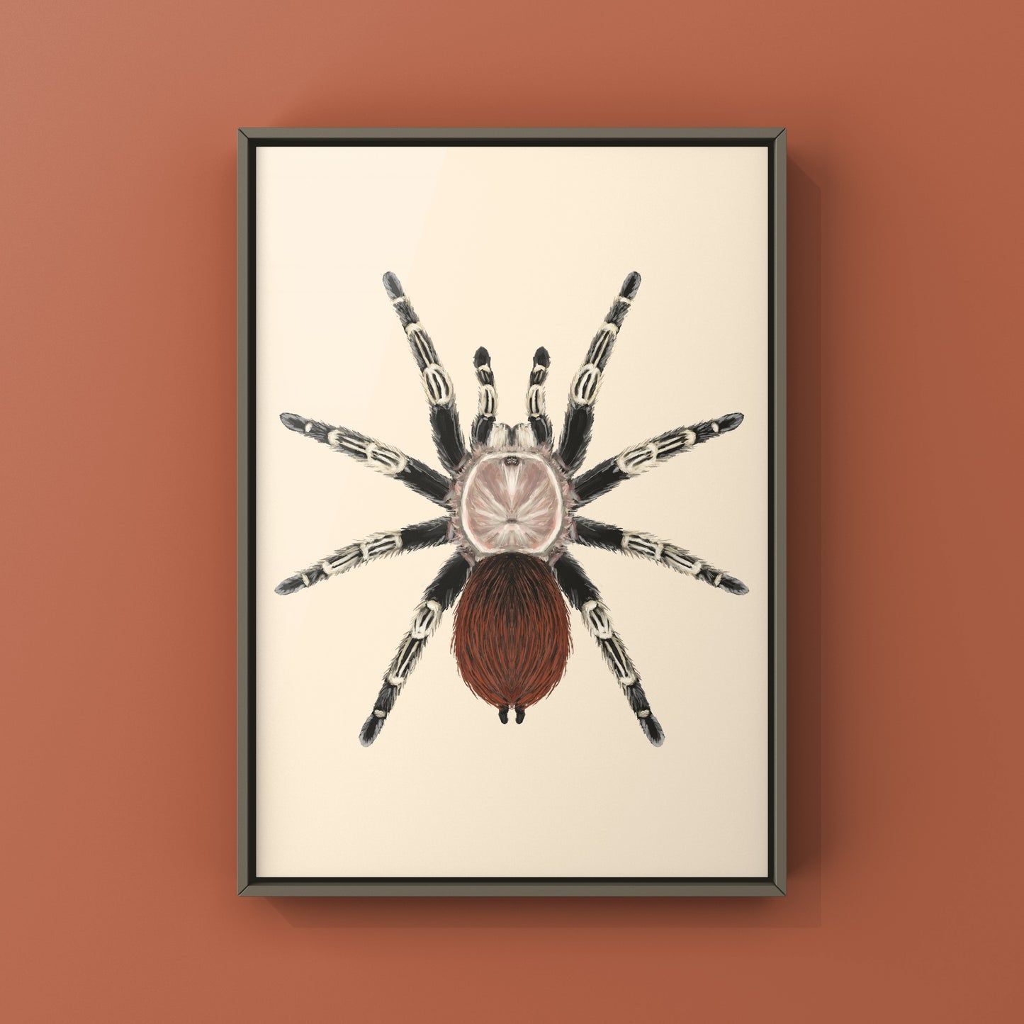 Brazilian Red And Black Tarantula, Vitalius Chromatus, Photographic Art Print