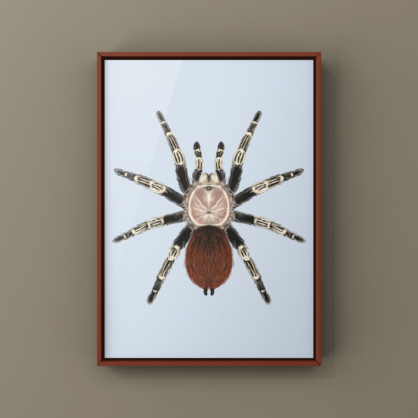Brazilian Red And Black Tarantula, Vitalius Chromatus, Photographic Art Print