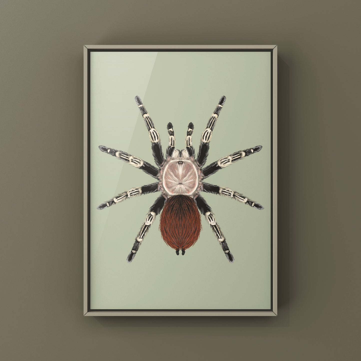 Brazilian Red And Black Tarantula, Vitalius Chromatus, Photographic Art Print