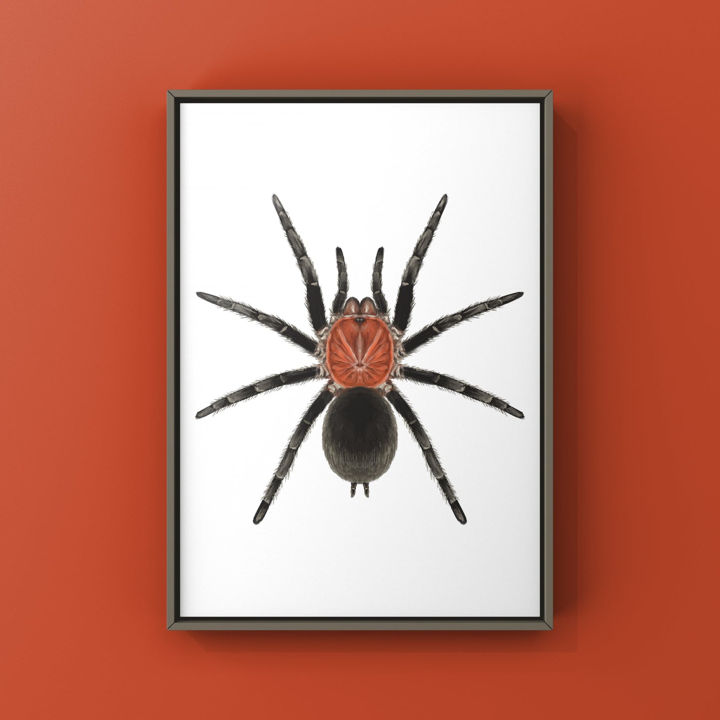 Brazilian Redhead Tarantula, Bumba Horrida, Photographic Art Print from The Silk Ranch
