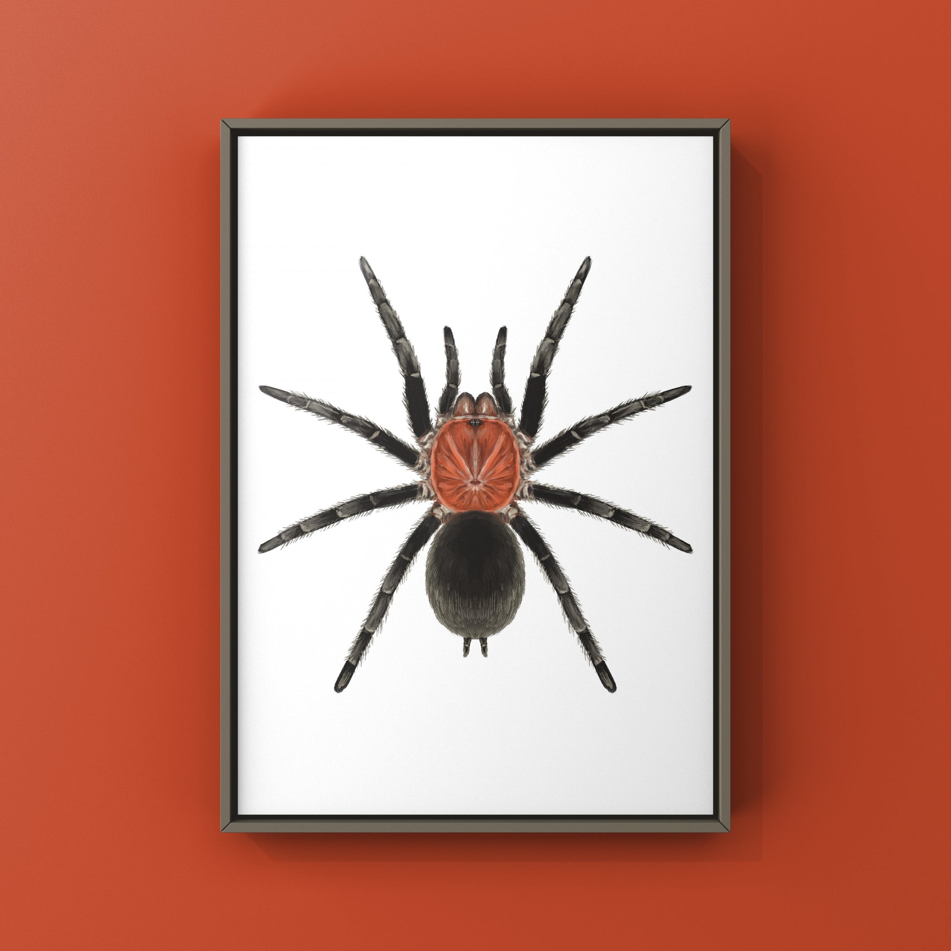 Brazilian Redhead Tarantula, Bumba Horrida, Photographic Art Print from The Silk Ranch