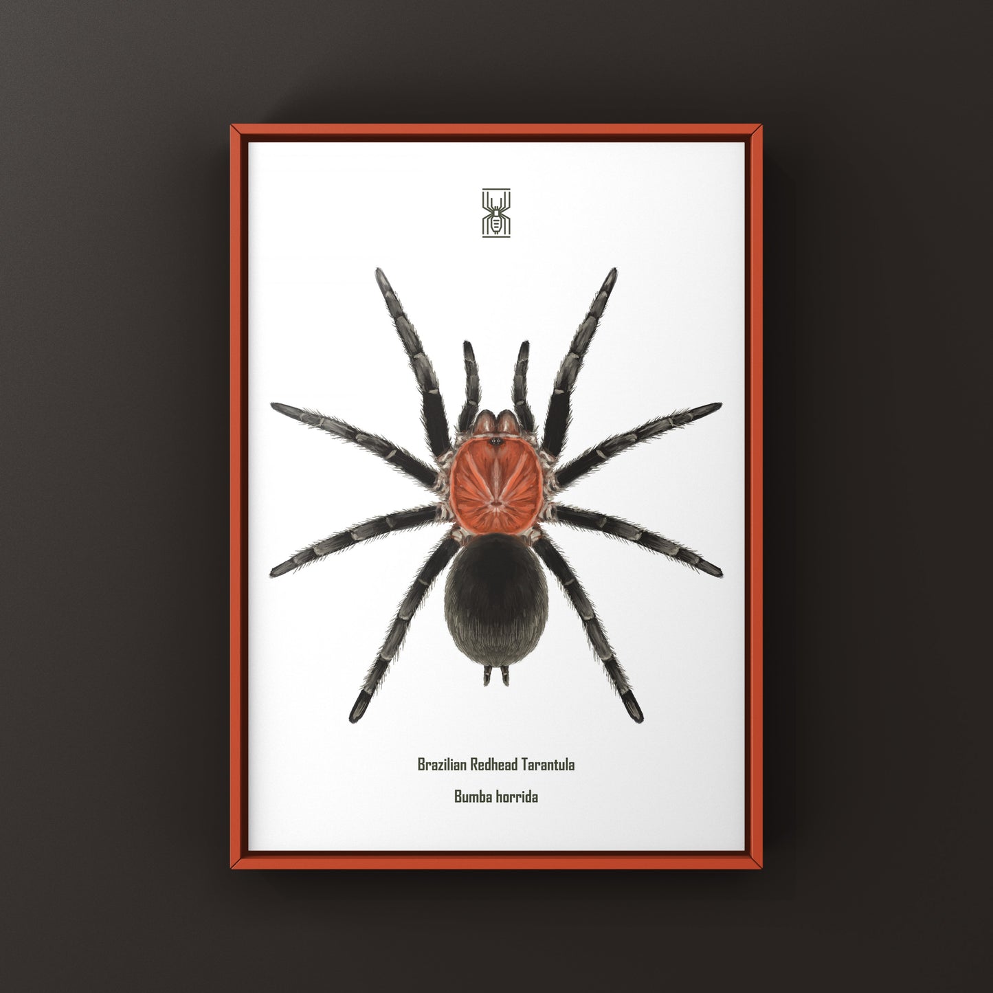 Brazilian Redhead Tarantula, Bumba Horrida, Photographic Art Print from The Silk Ranch