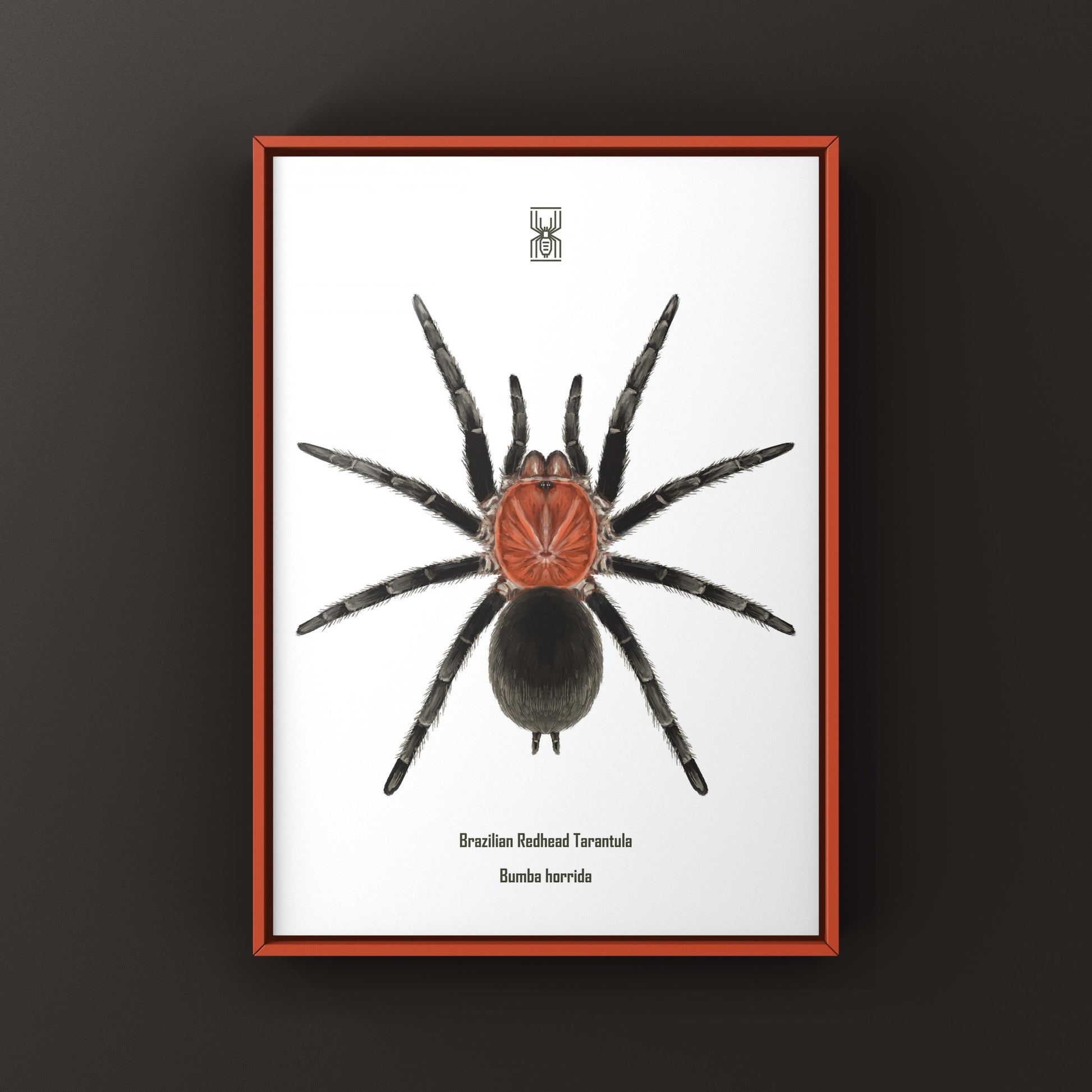 Brazilian Redhead Tarantula, Bumba Horrida, Photographic Art Print from The Silk Ranch